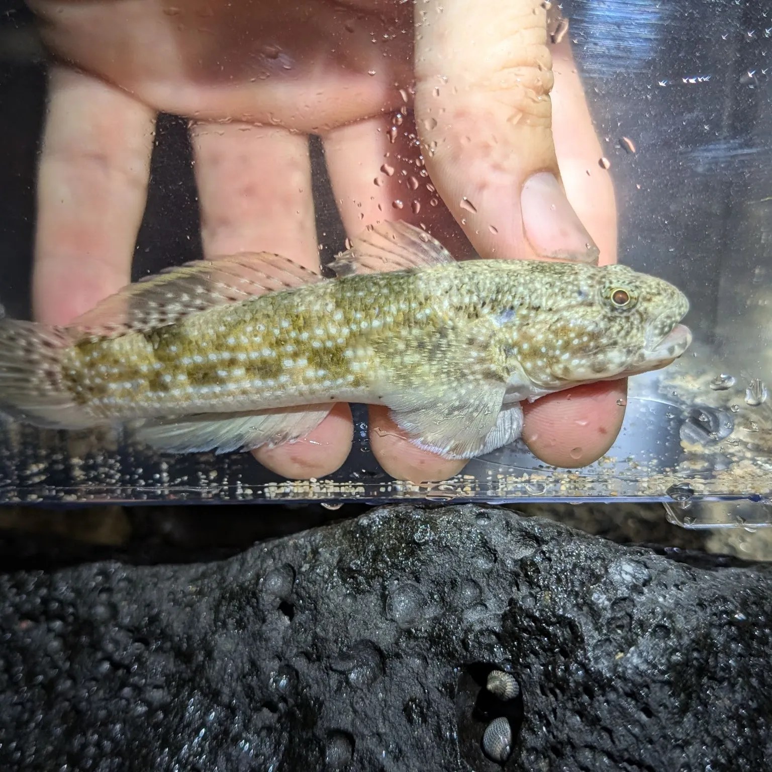 The most recent Whitespotted frillgoby catches on Fishbrain