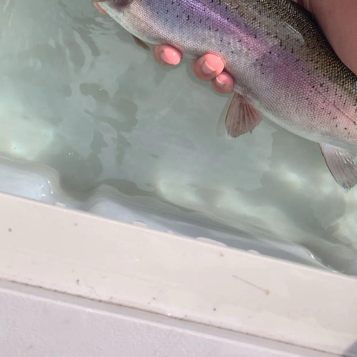 Kamloops trout caught on Fishbrain