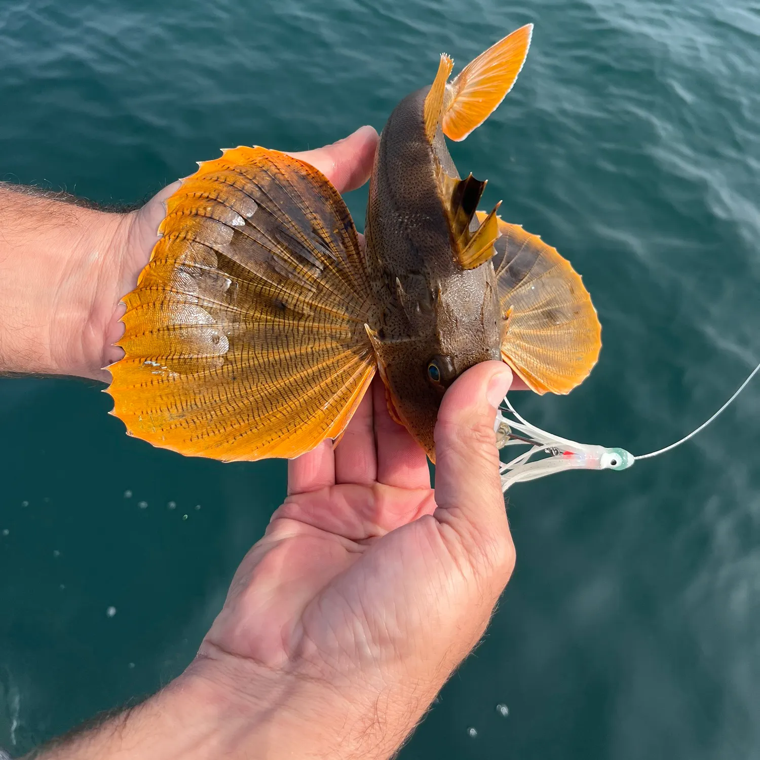 The most recent Striped searobin catches on Fishbrain