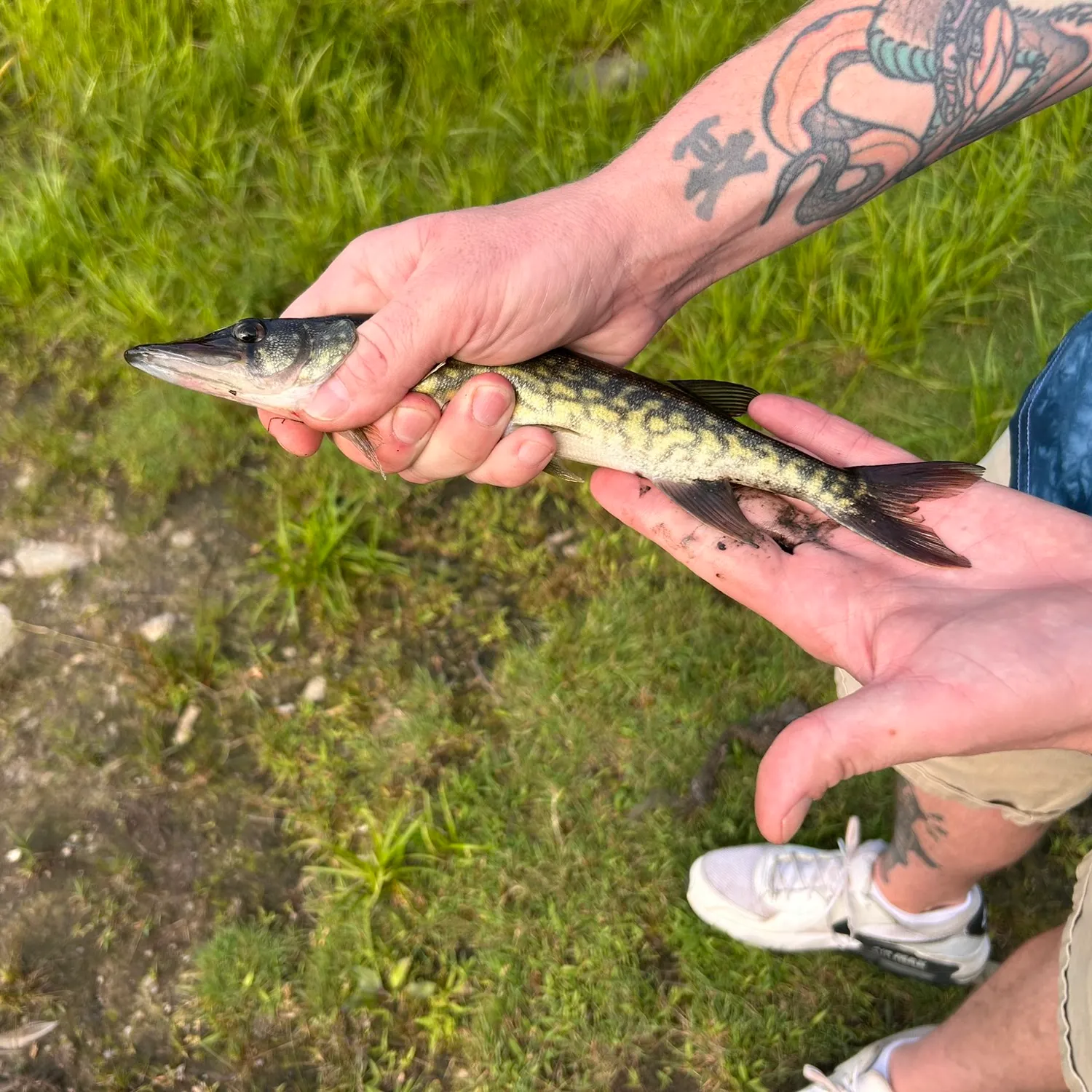 The most recent Grass pickerel catches on Fishbrain