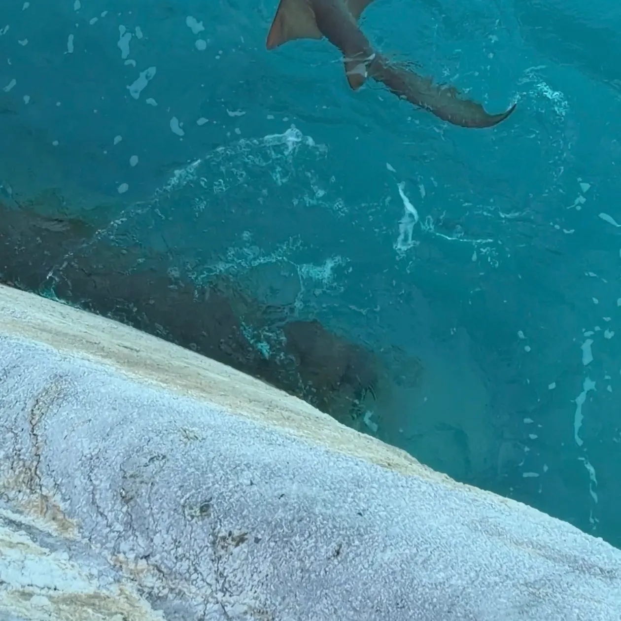 The most recent Nurse shark catches on Fishbrain