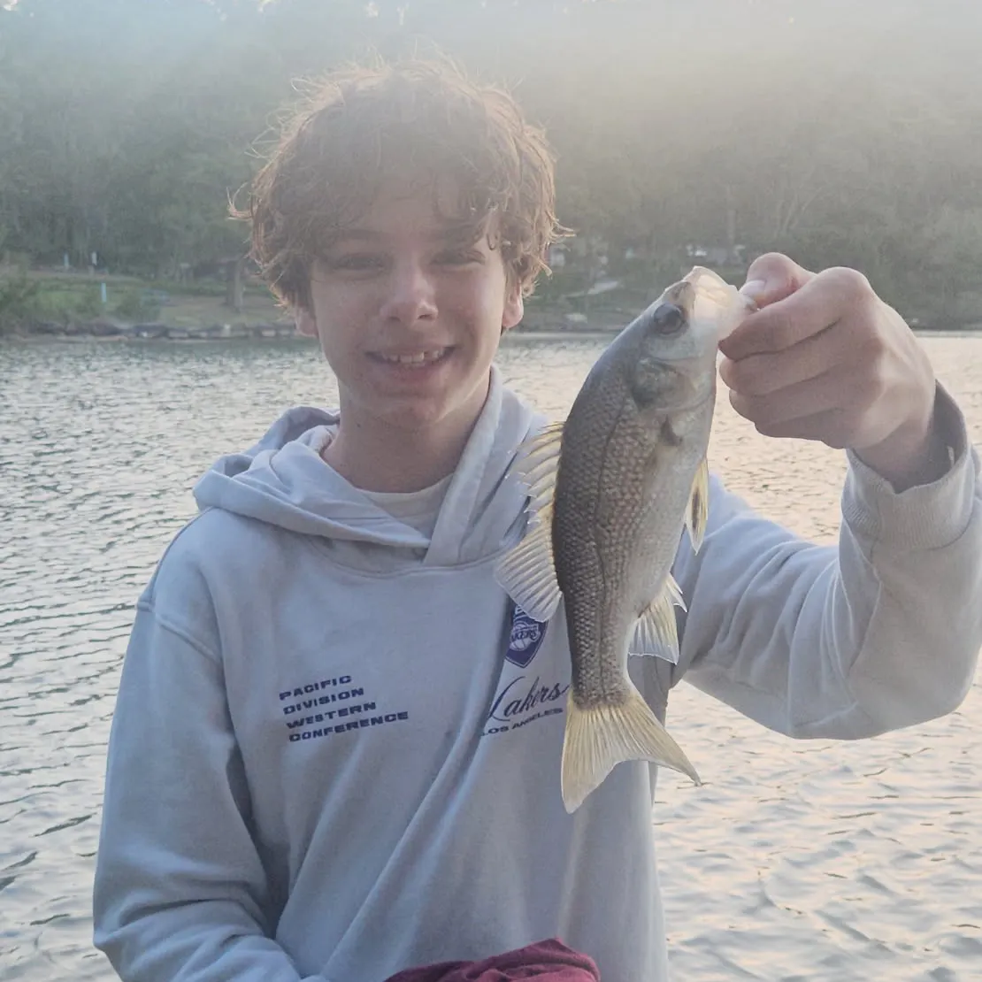 The most recent Australian bass catches on Fishbrain