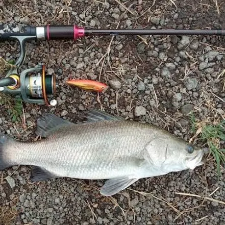 Barramundi caught on Fishbrain