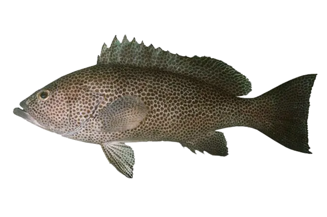 Brownspotted grouper
