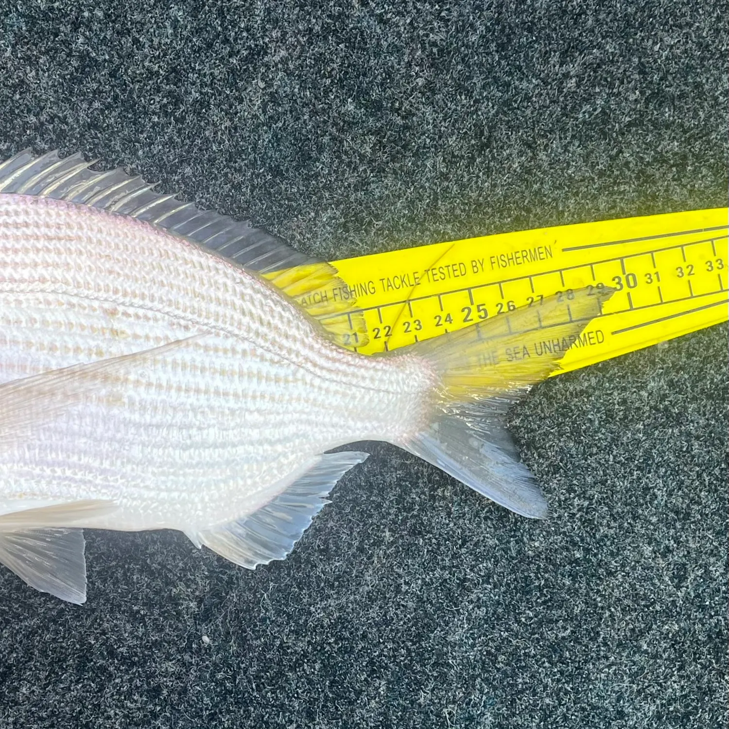 The most recent Goldlined seabream catches on Fishbrain