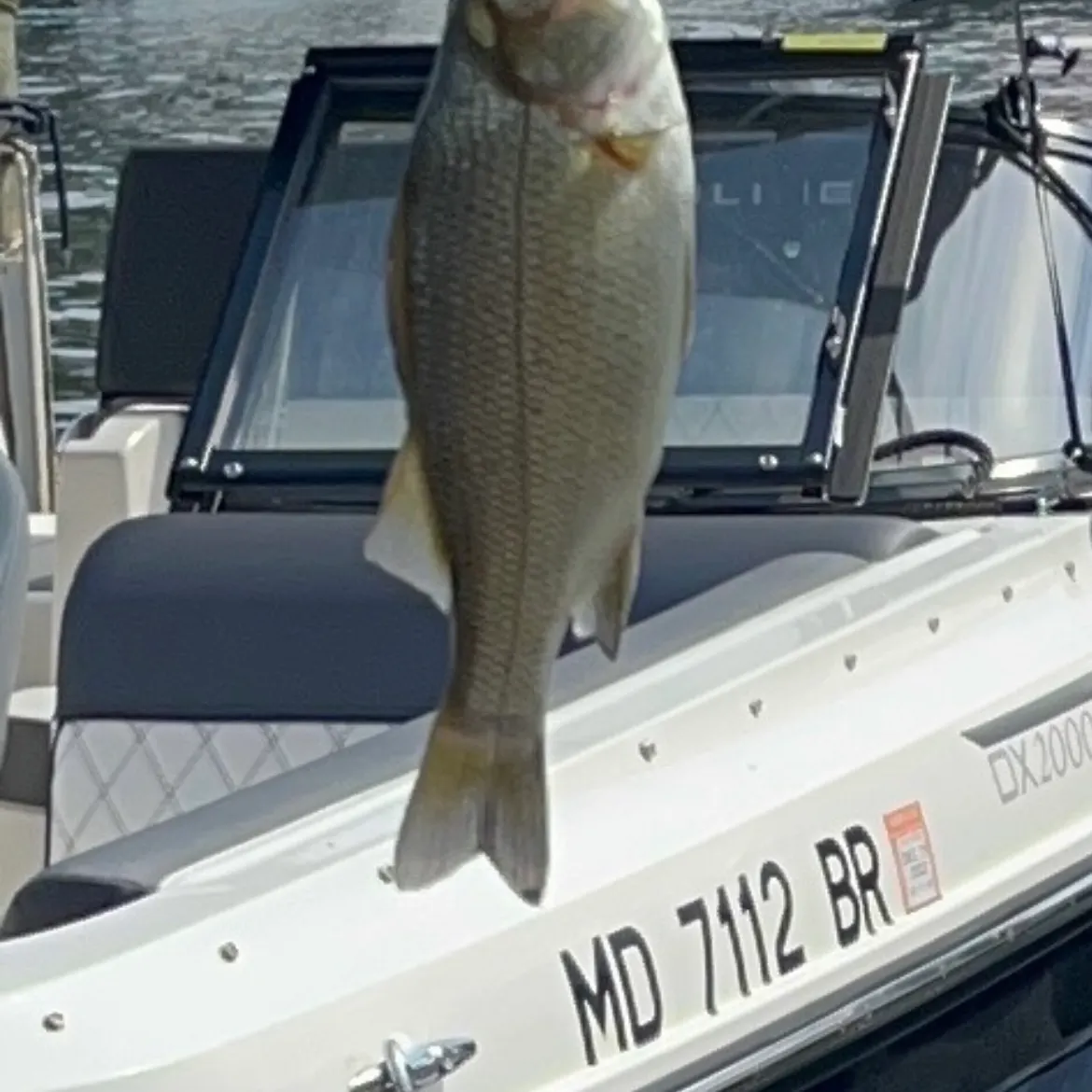 White perch caught on Fishbrain