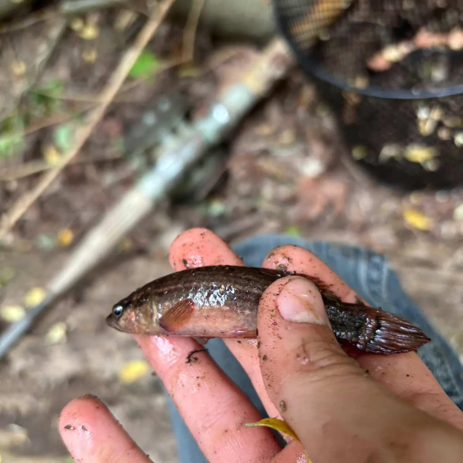 The most recent Eastern mudminnow catches on Fishbrain