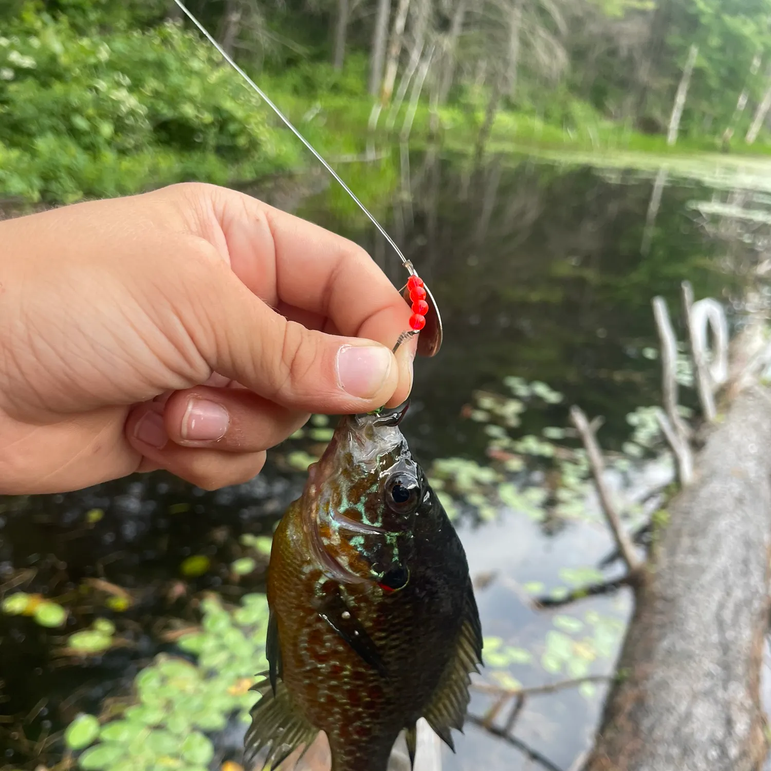 recently logged catches