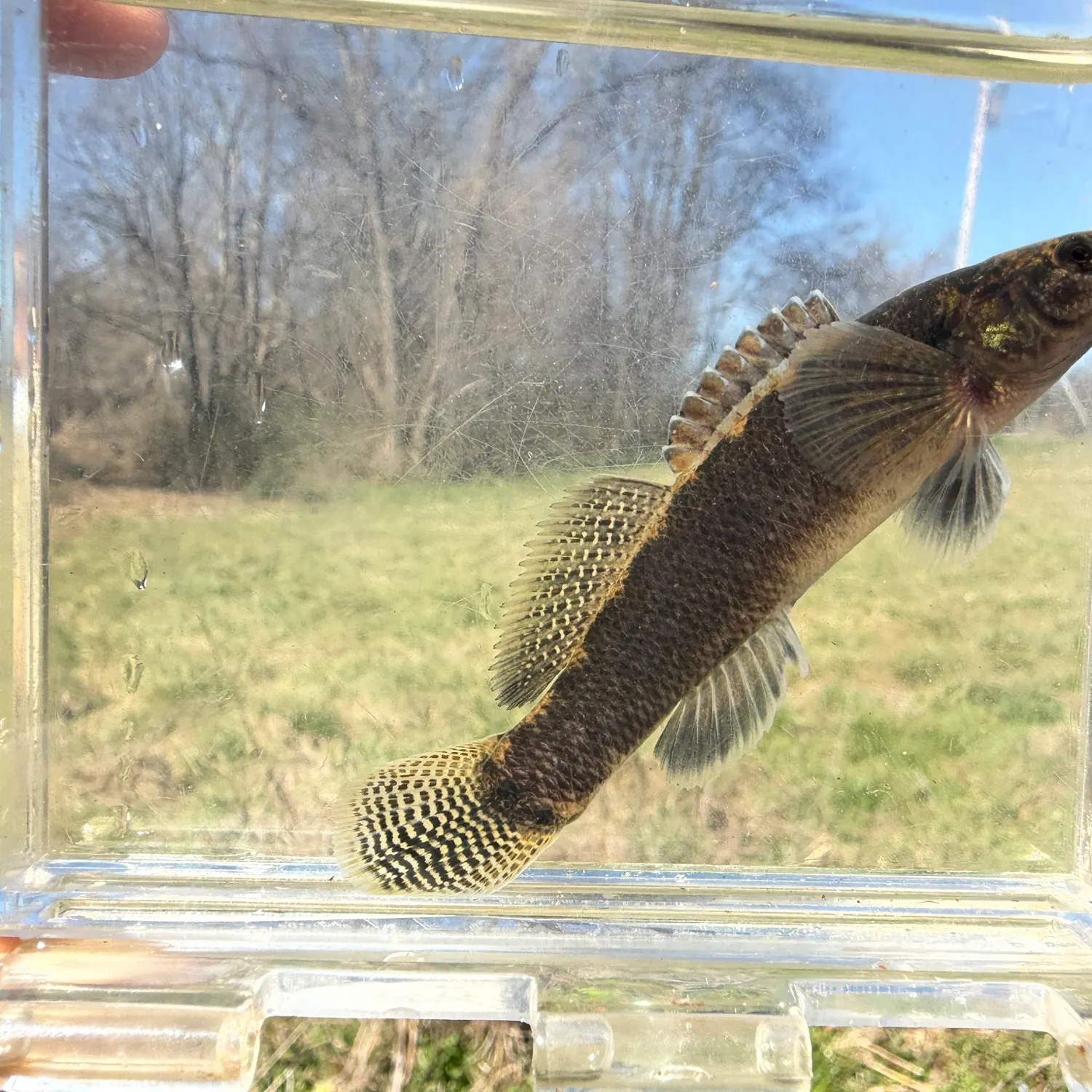 The most recent Blackfin darter catches on Fishbrain