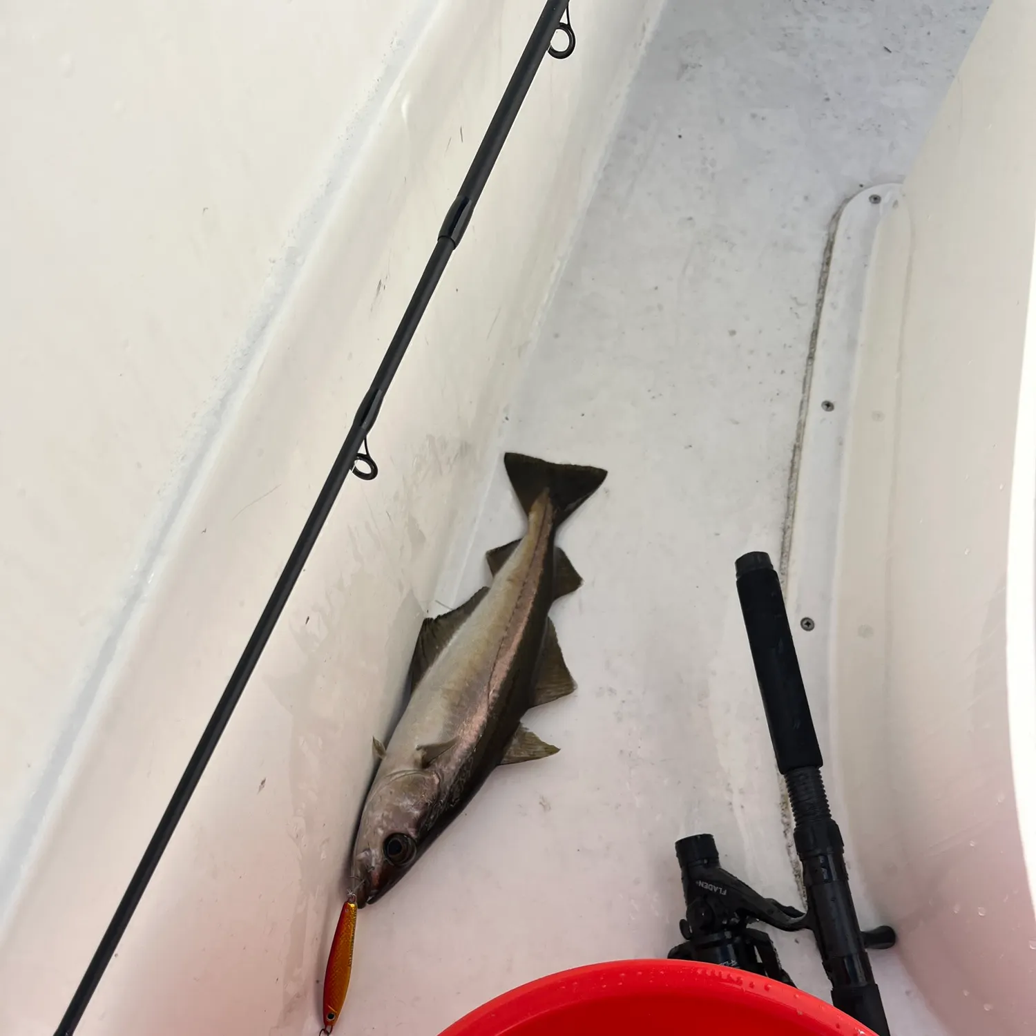 The most recent Atlantic pollock catches on Fishbrain