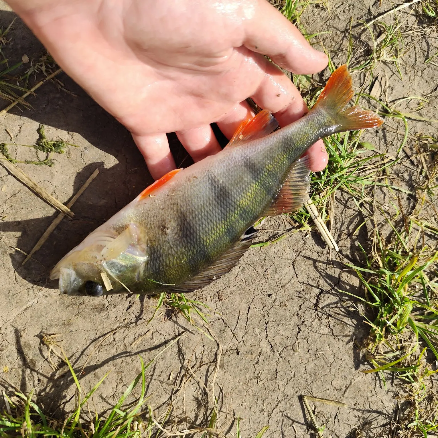 European perch caught on Fishbrain
