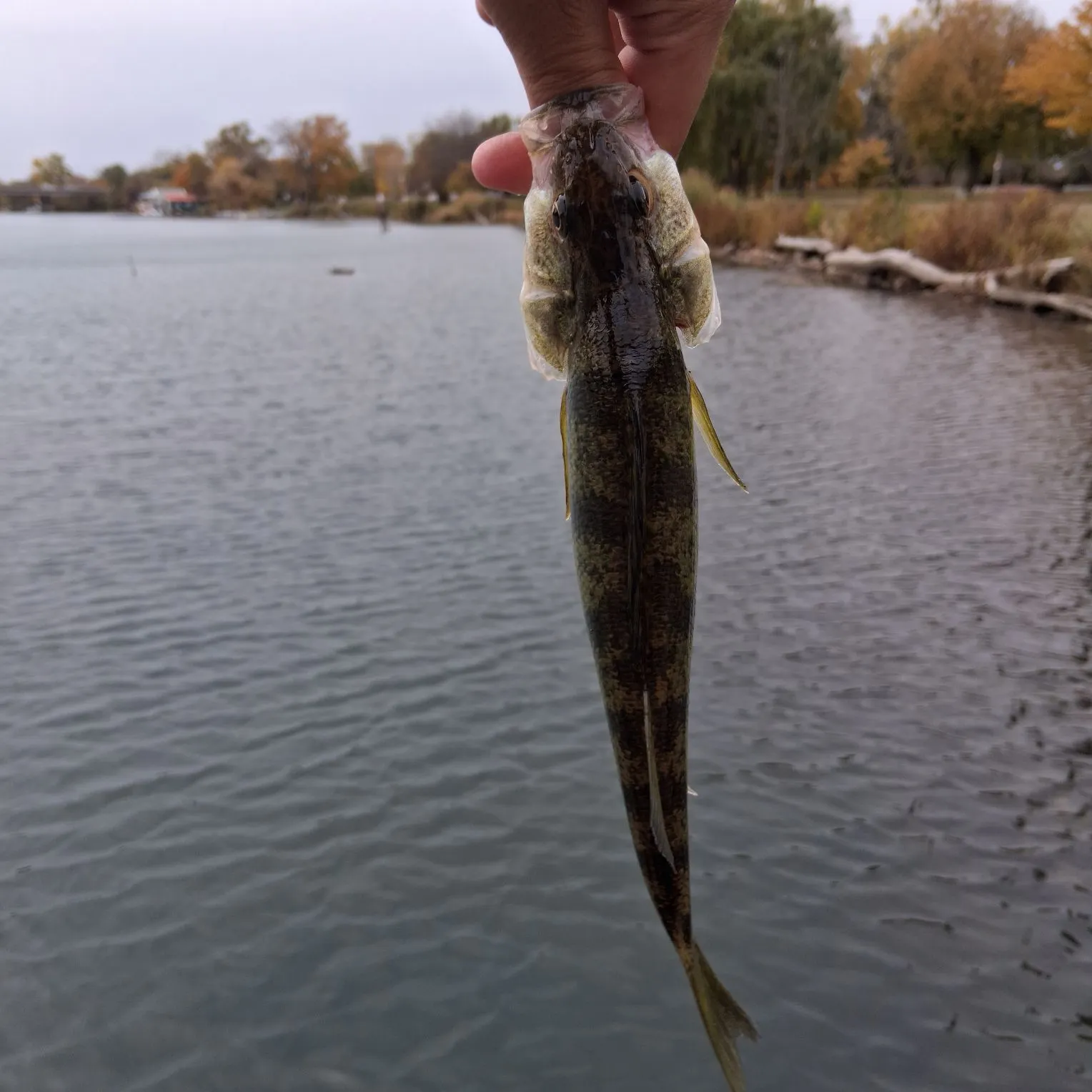 Yellow perch caught on Fishbrain