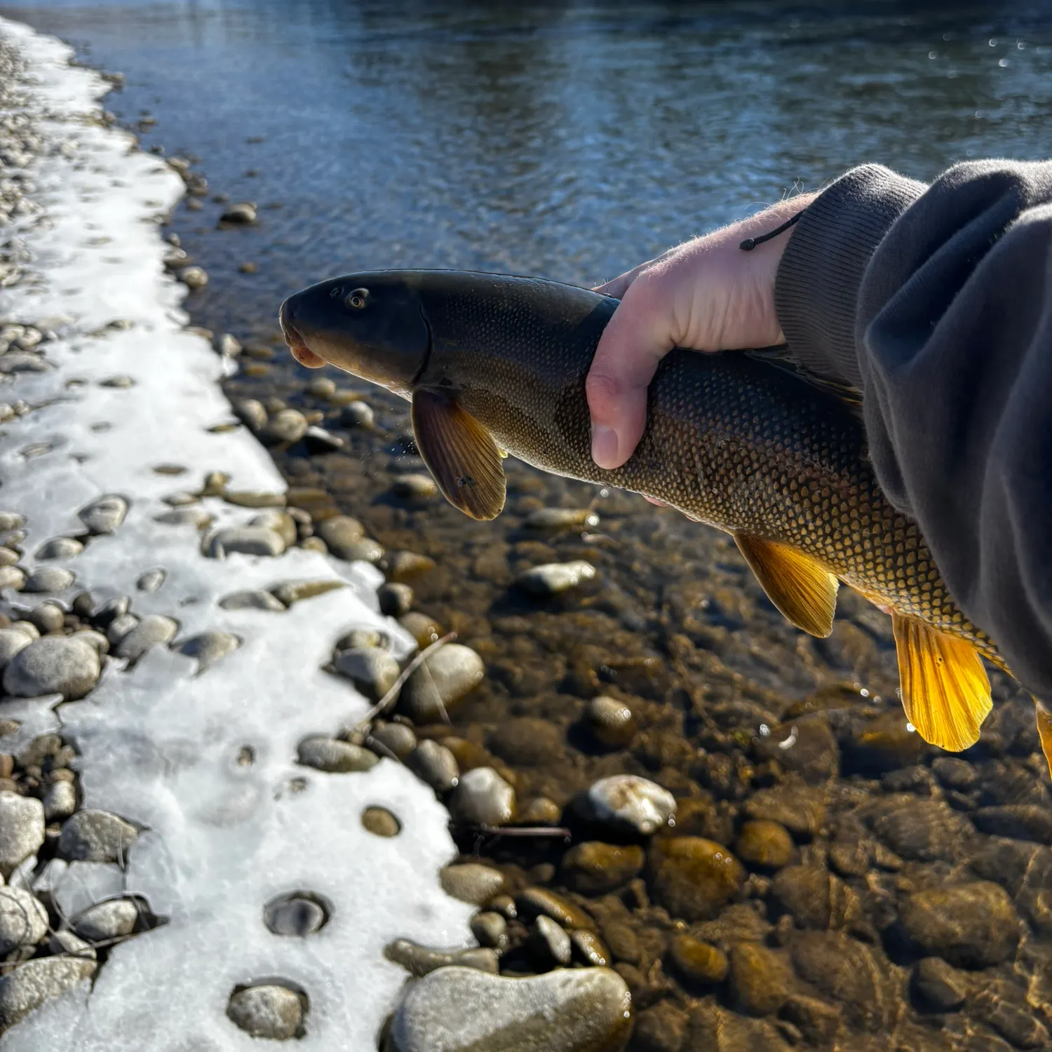 The most recent Utah sucker catches on Fishbrain