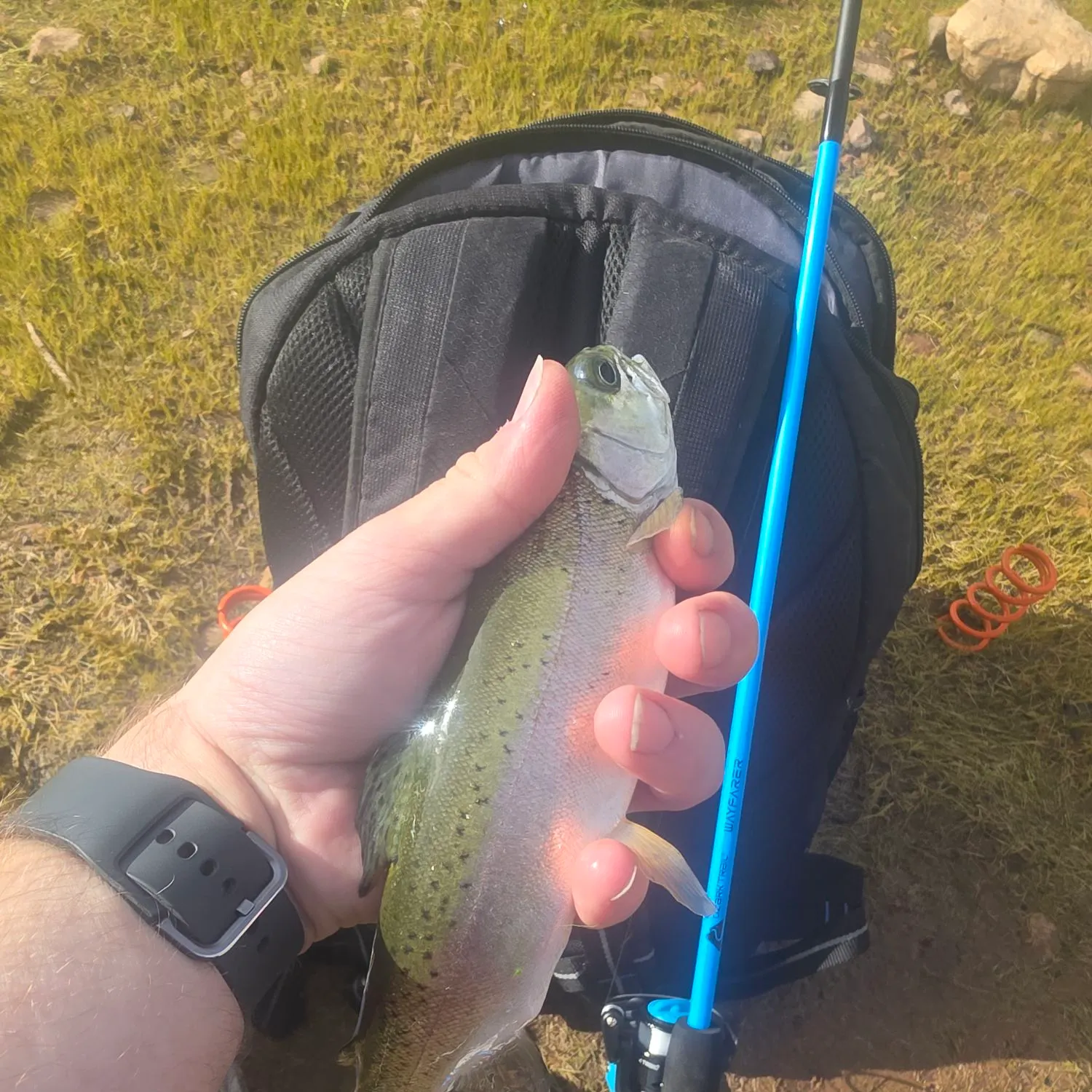 Rainbow trout caught on Fishbrain