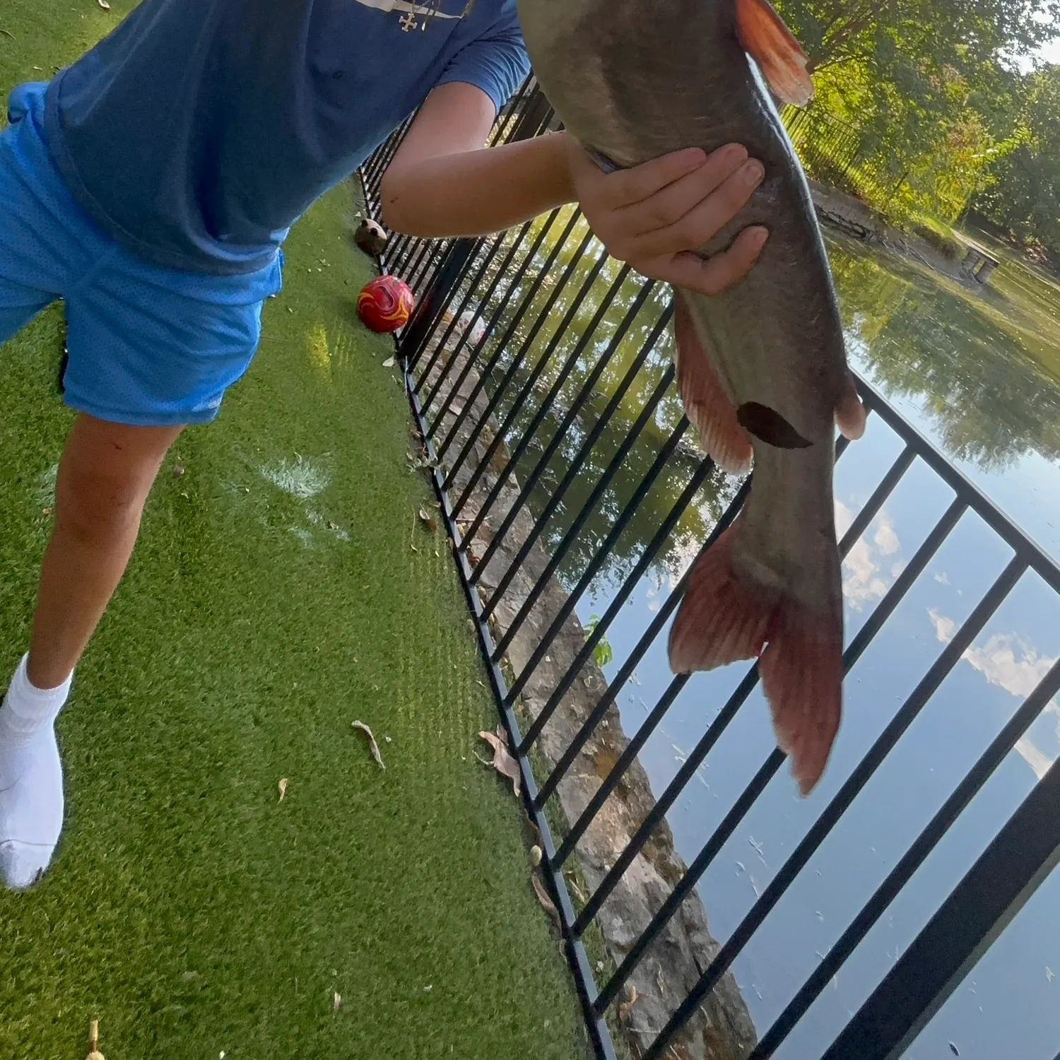 Channel catfish caught on Fishbrain