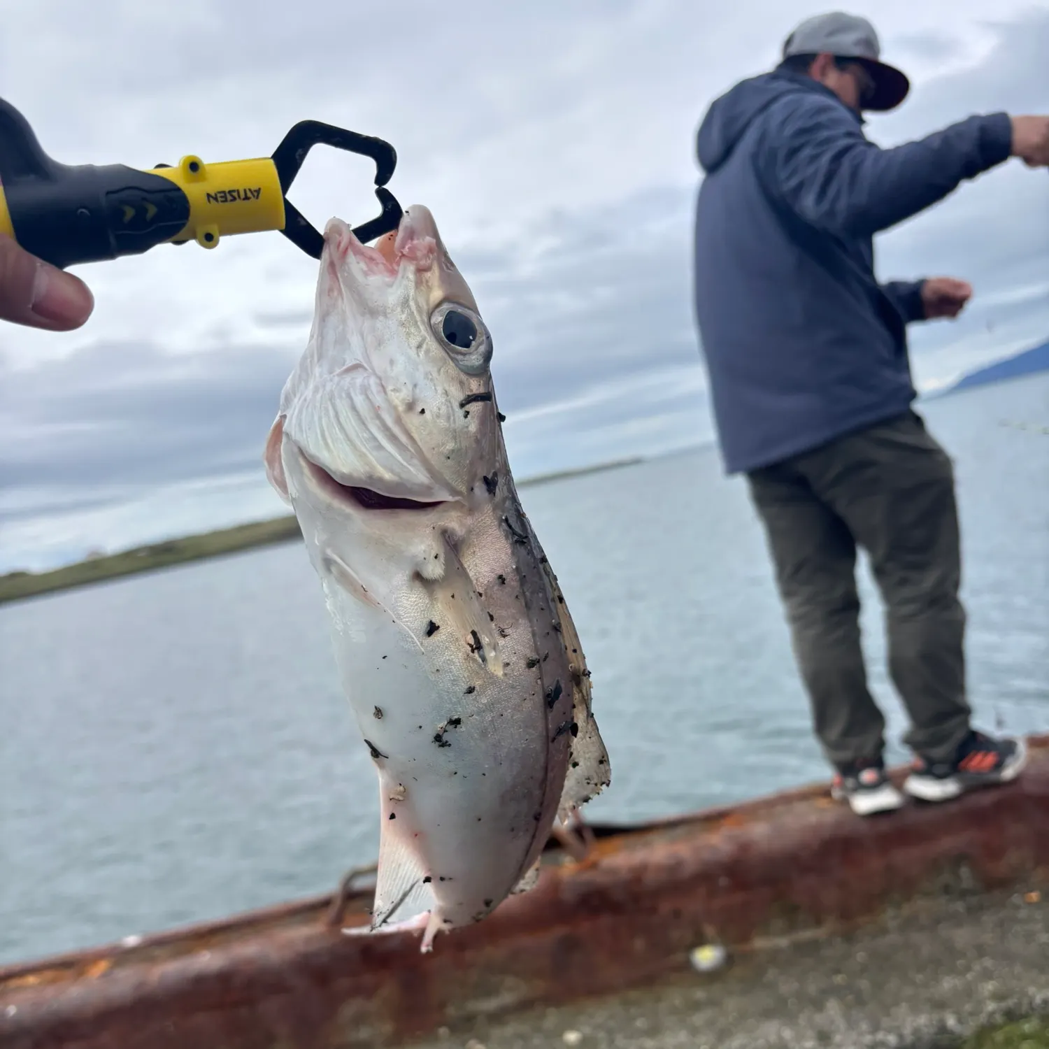 The most recent Haddock catches on Fishbrain