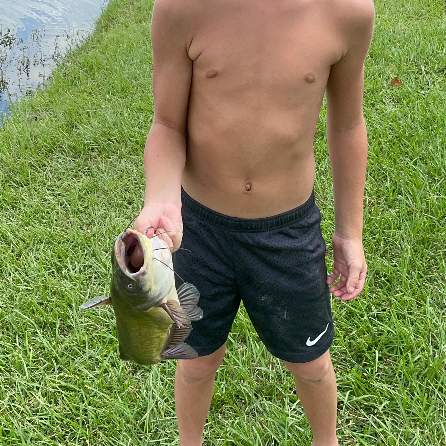 The most recent Channel catfish catches on Fishbrain