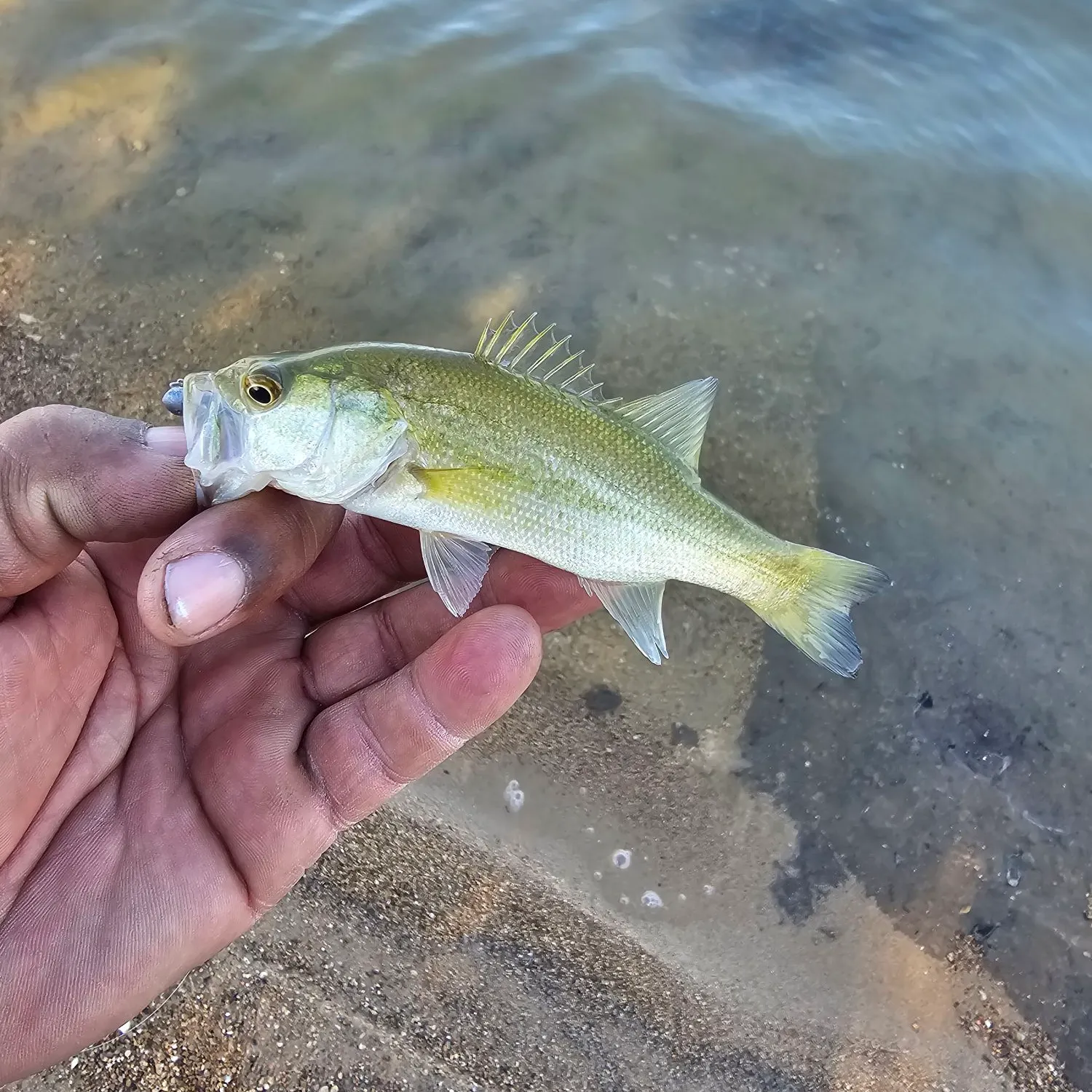 Largemouth bass caught on Fishbrain
