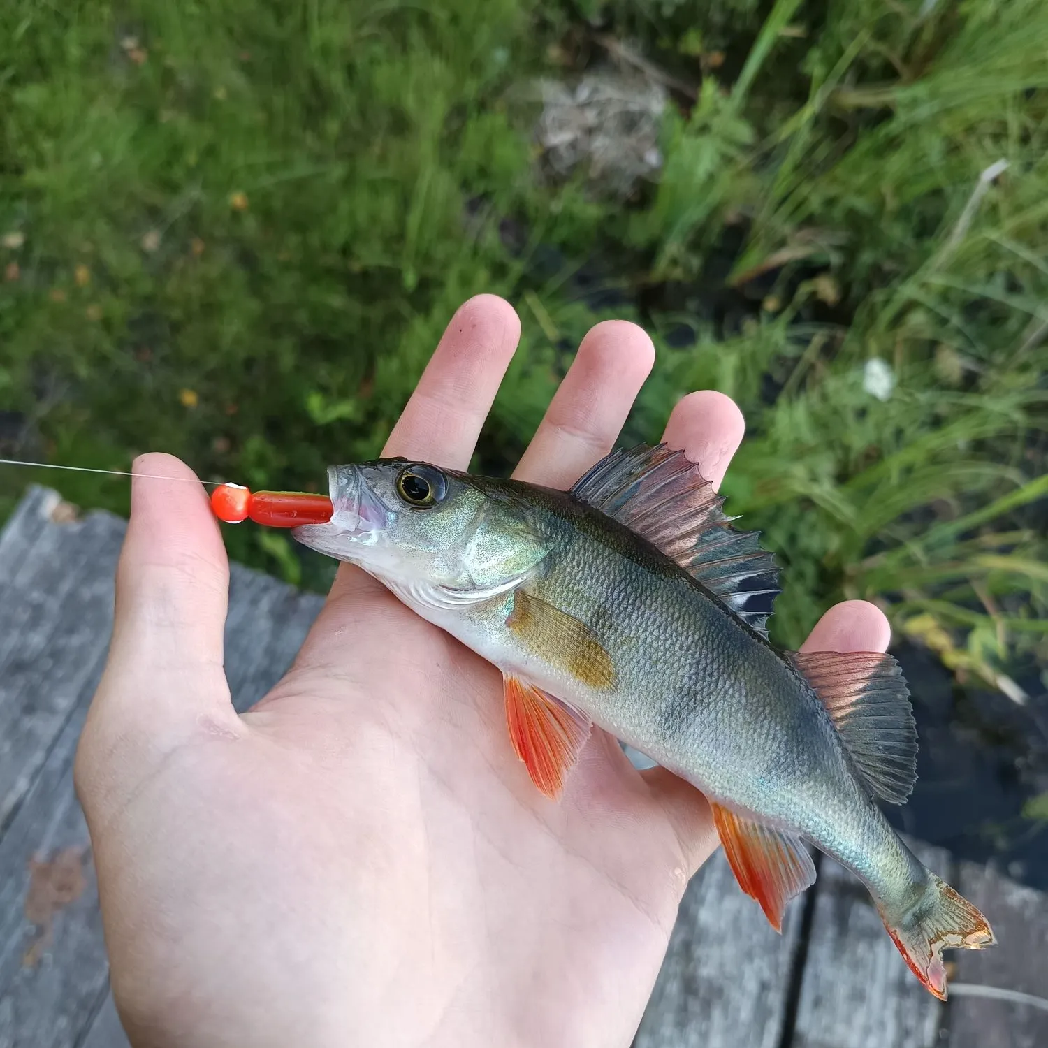 European perch caught on Fishbrain