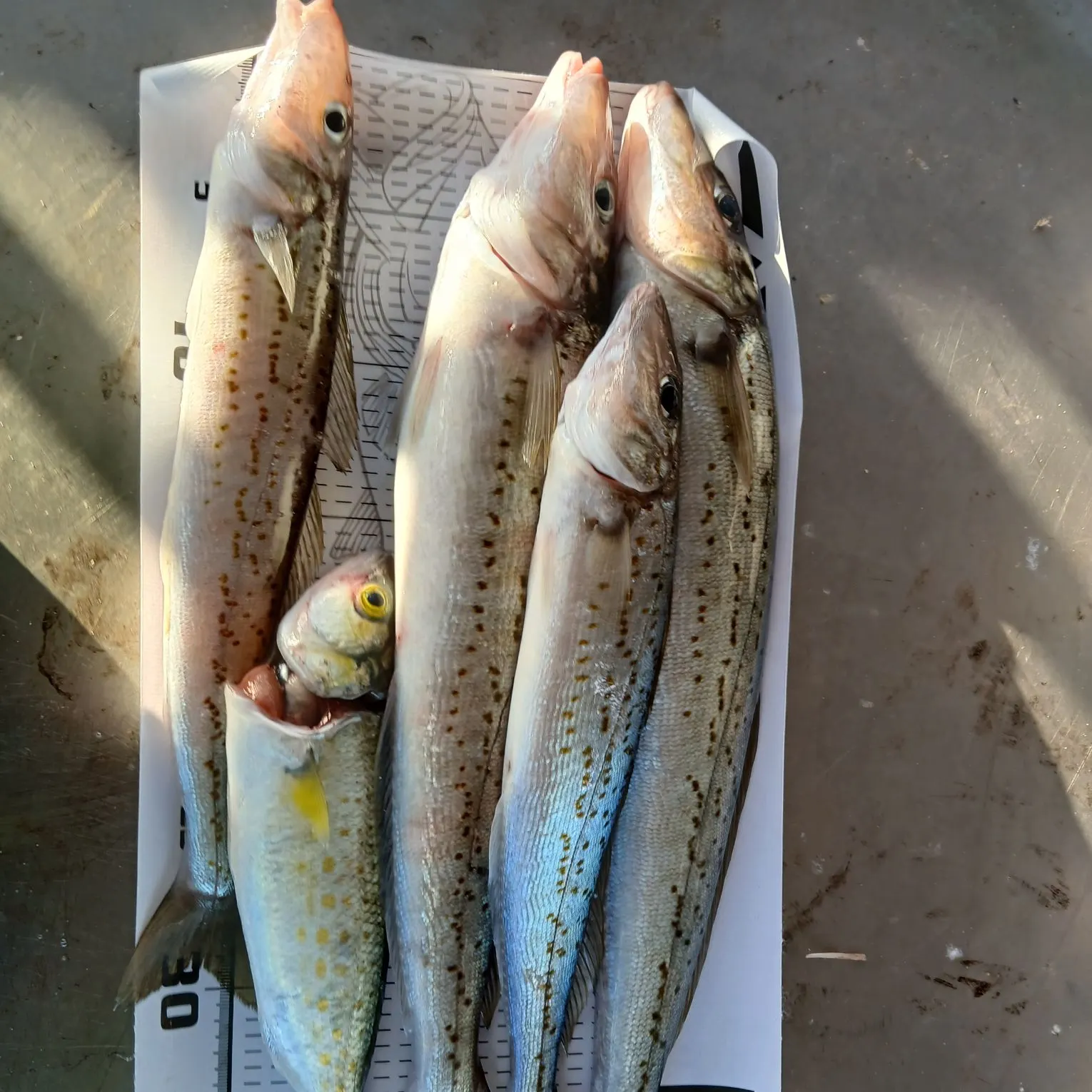 recently logged catches