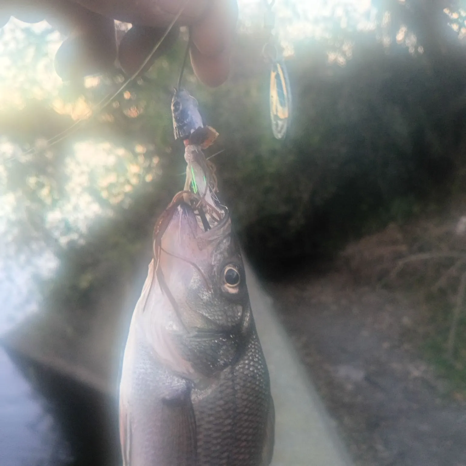 White perch caught on Fishbrain