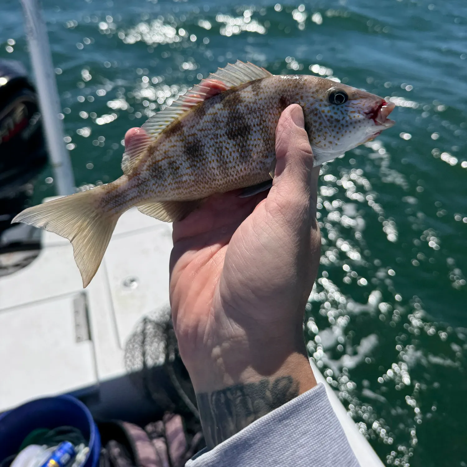 Pigfish caught on Fishbrain