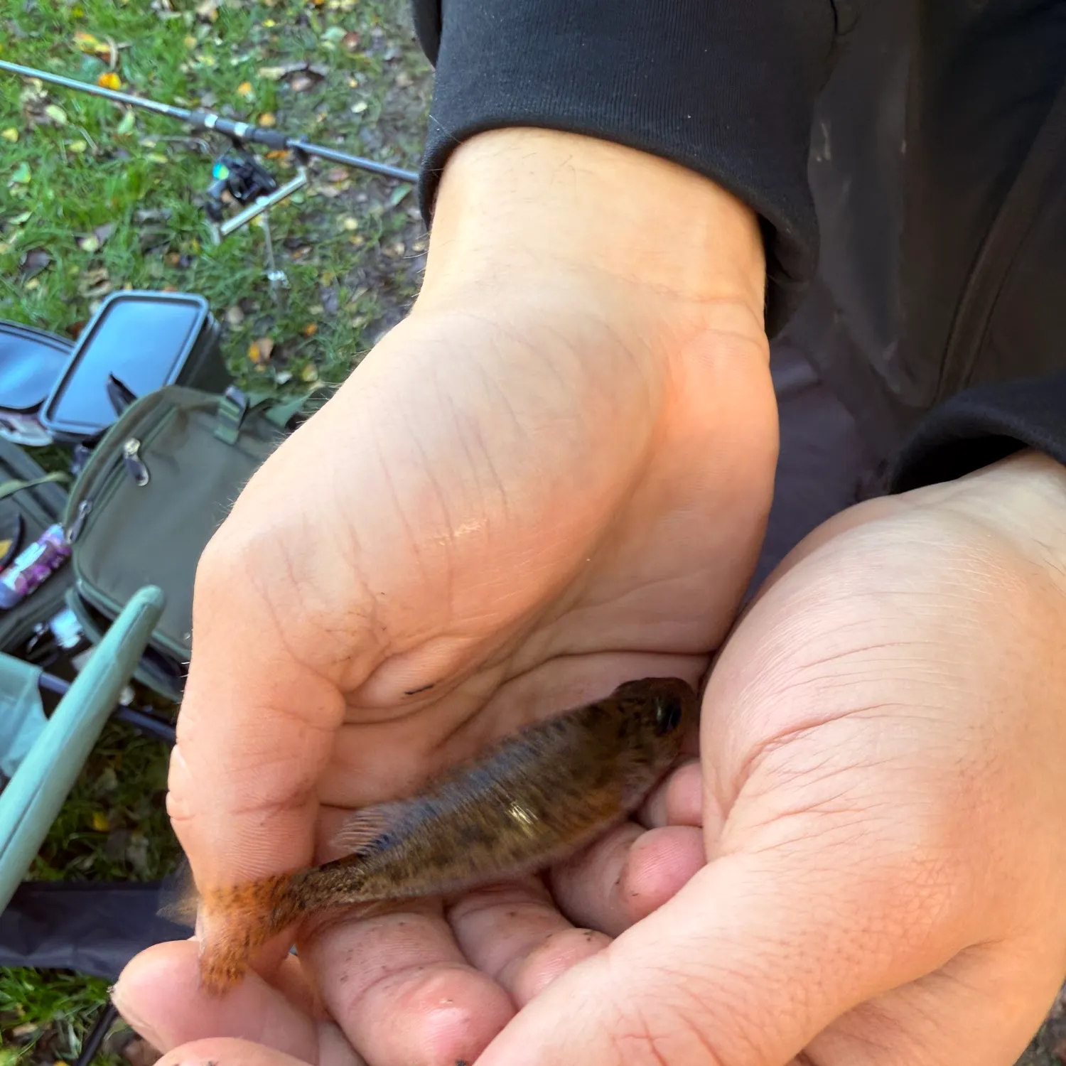 The most recent Australian ruff catches on Fishbrain