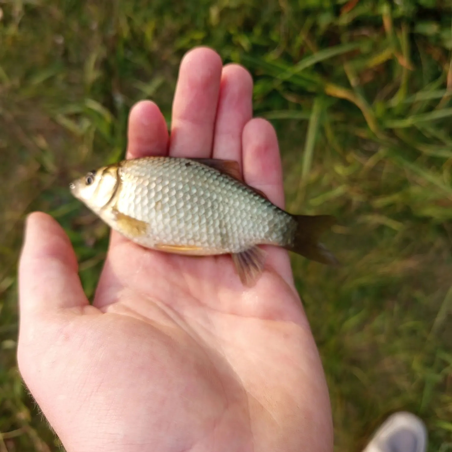 Crucian carp caught on Fishbrain