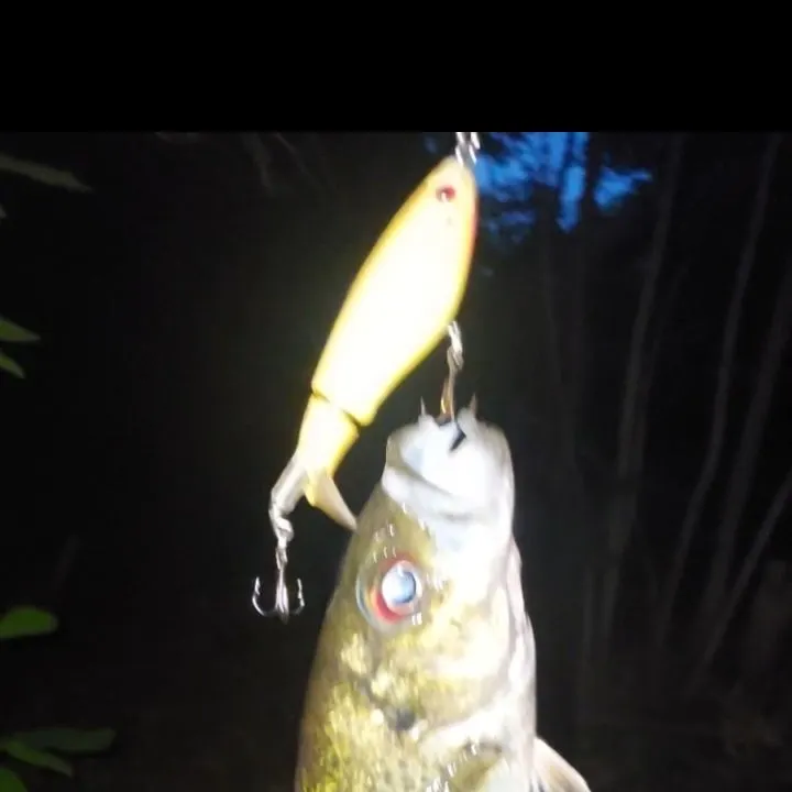 The most recent Roanoke bass catches on Fishbrain