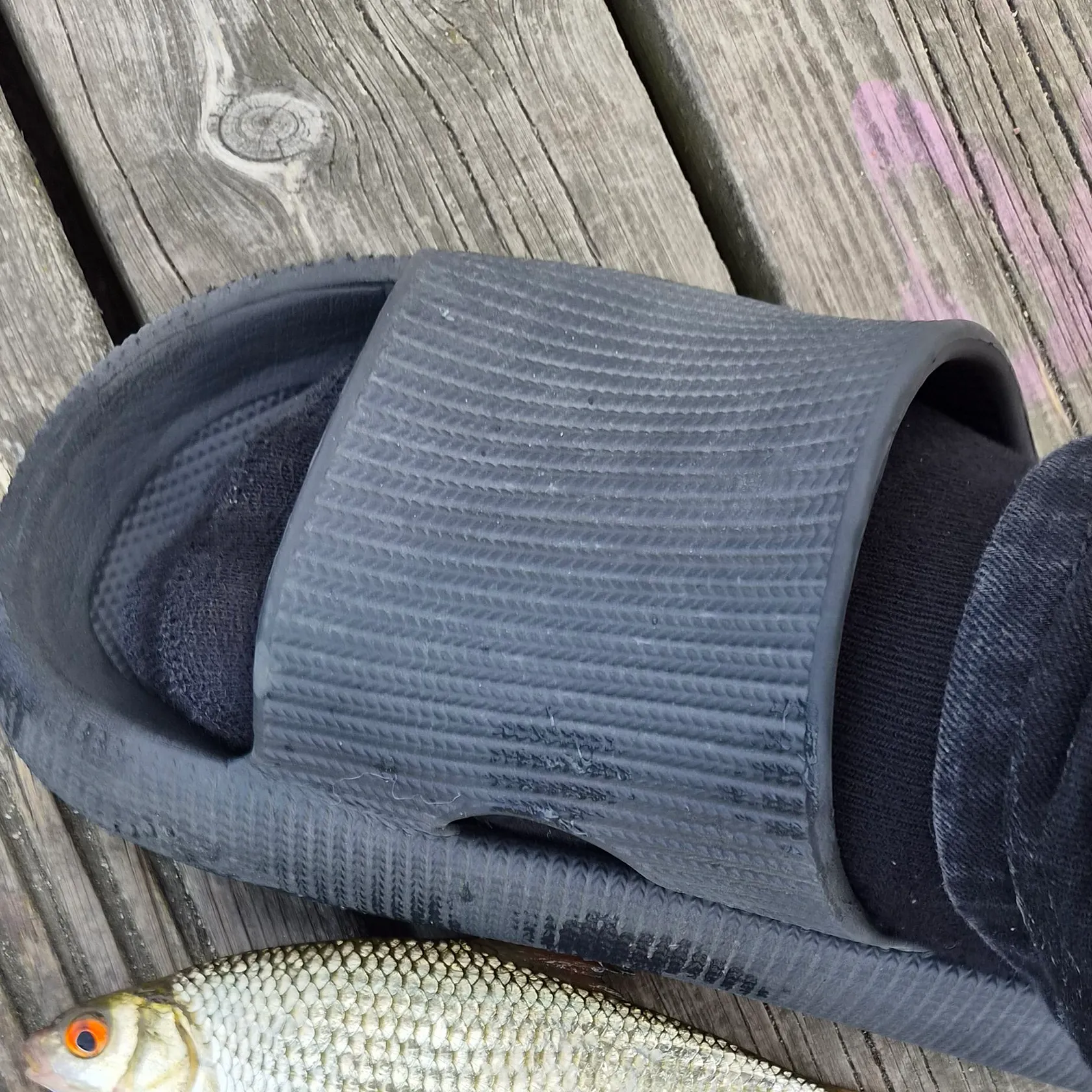 Common roach caught on Fishbrain