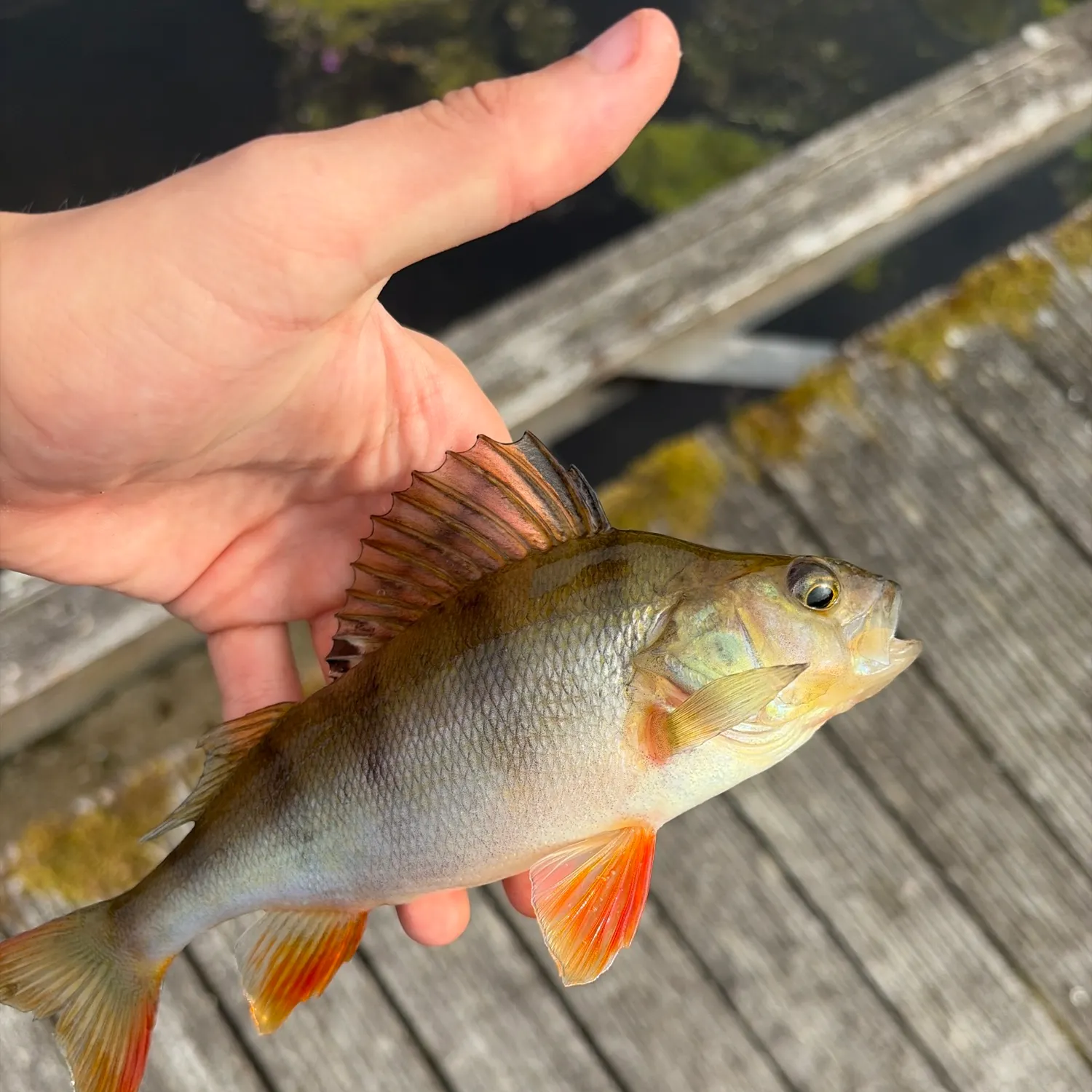 European perch caught on Fishbrain