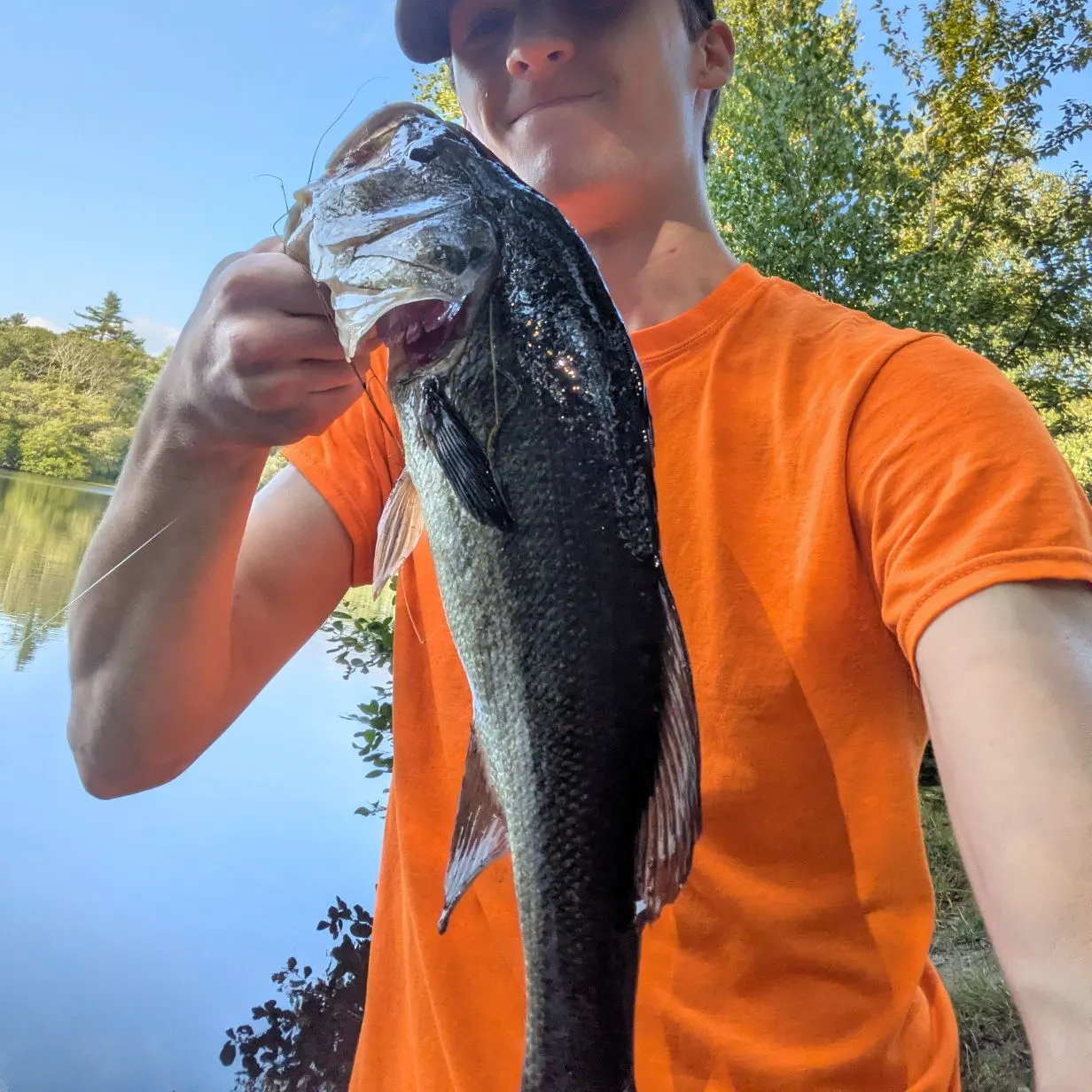 Largemouth bass caught on Fishbrain