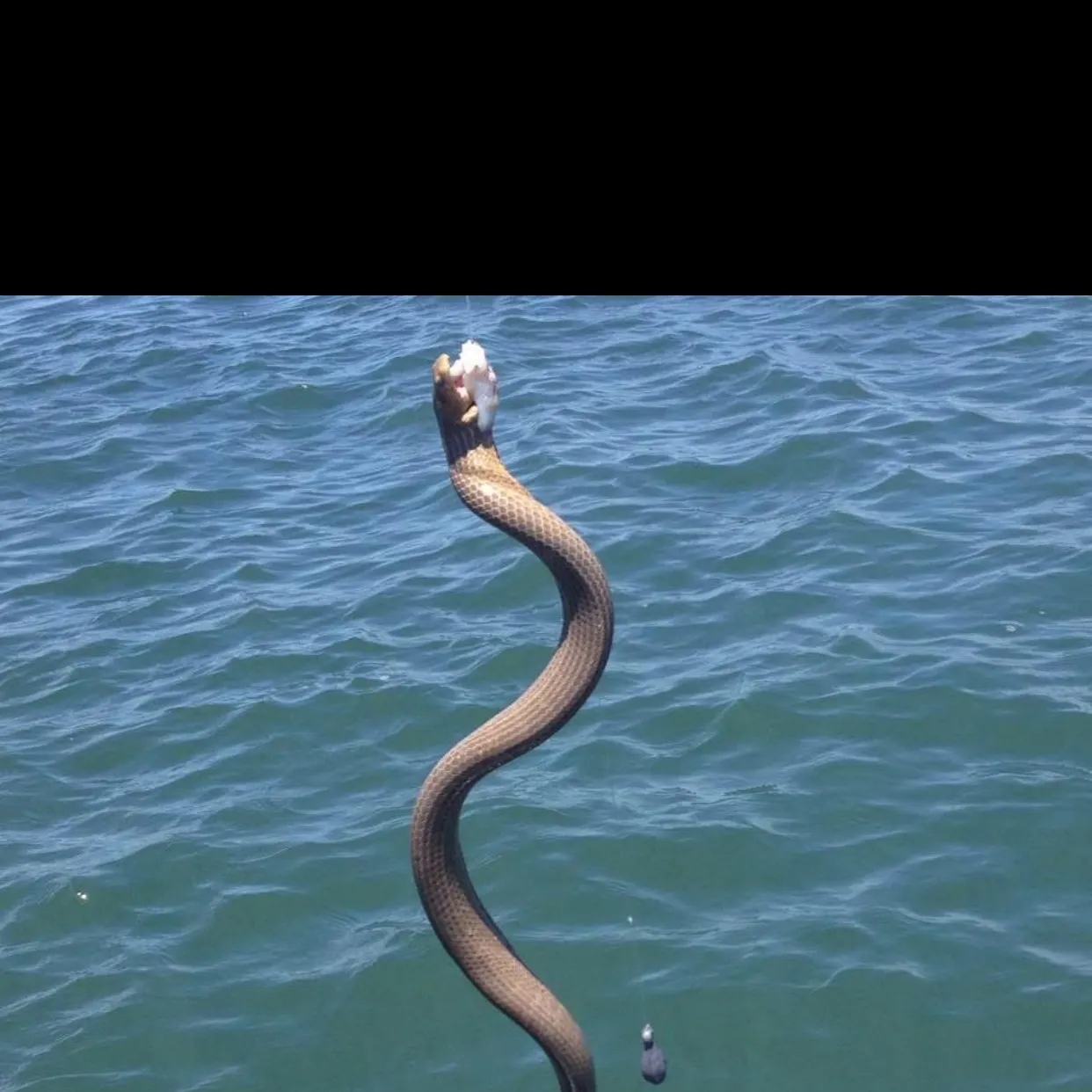 The most recent Dubois sea snake catches on Fishbrain