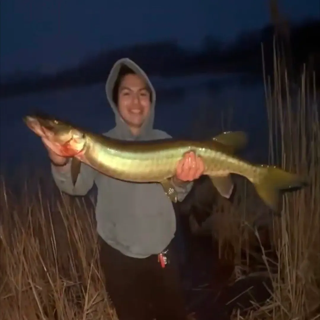 The most recent Muskellunge catches on Fishbrain