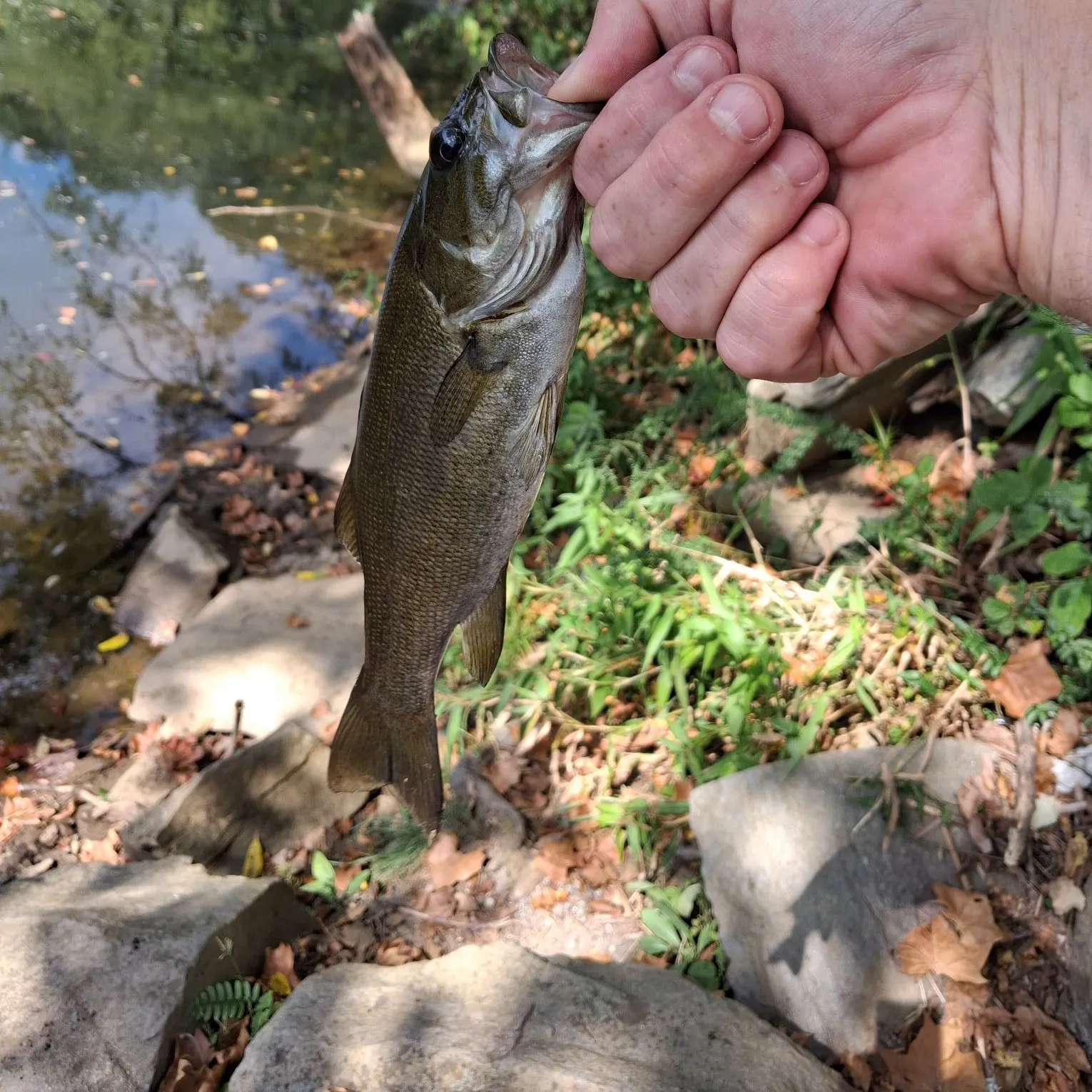Smallmouth bass caught on Fishbrain