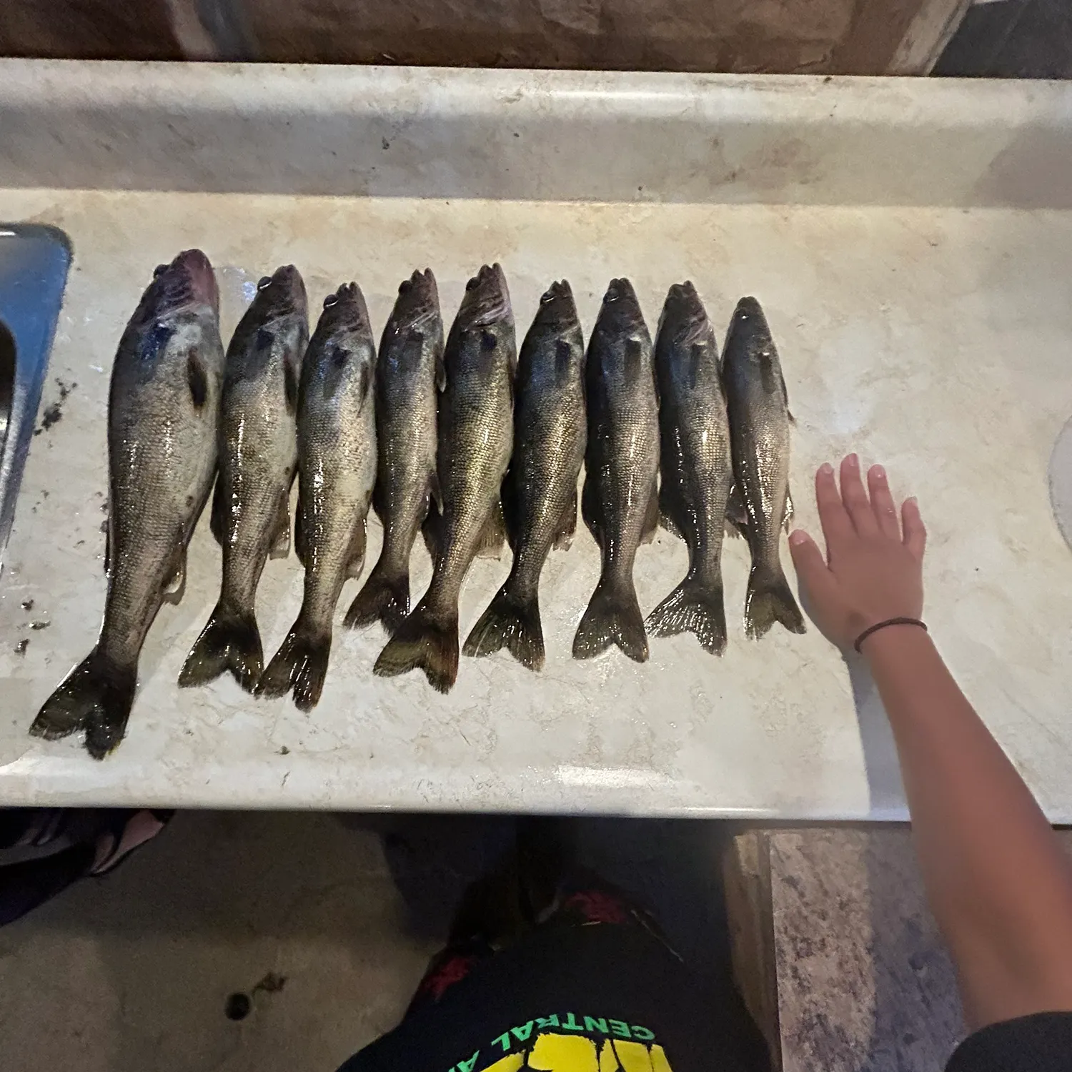 recently logged catches