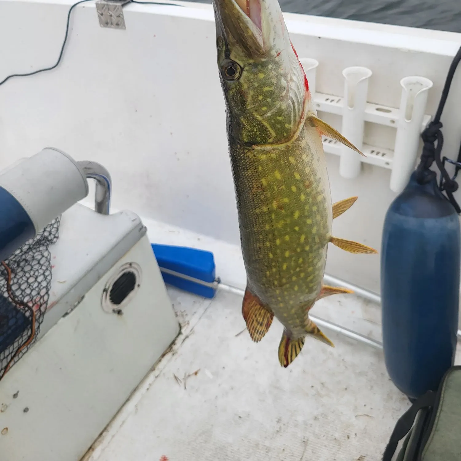 Northern pike caught on Fishbrain
