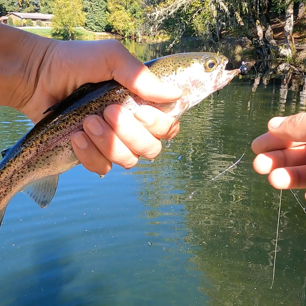 Rainbow trout caught on Fishbrain