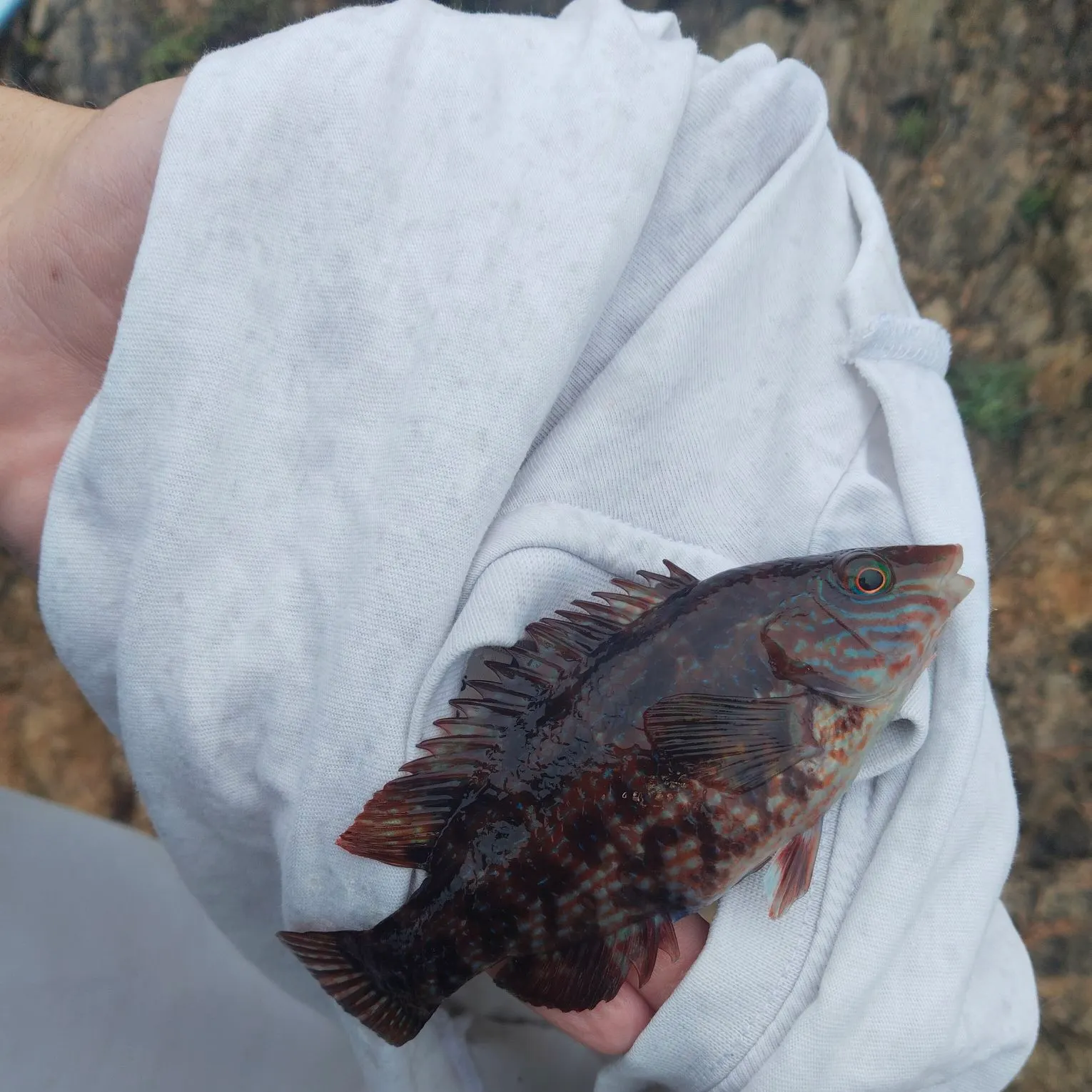 The most recent Ballan wrasse catches on Fishbrain