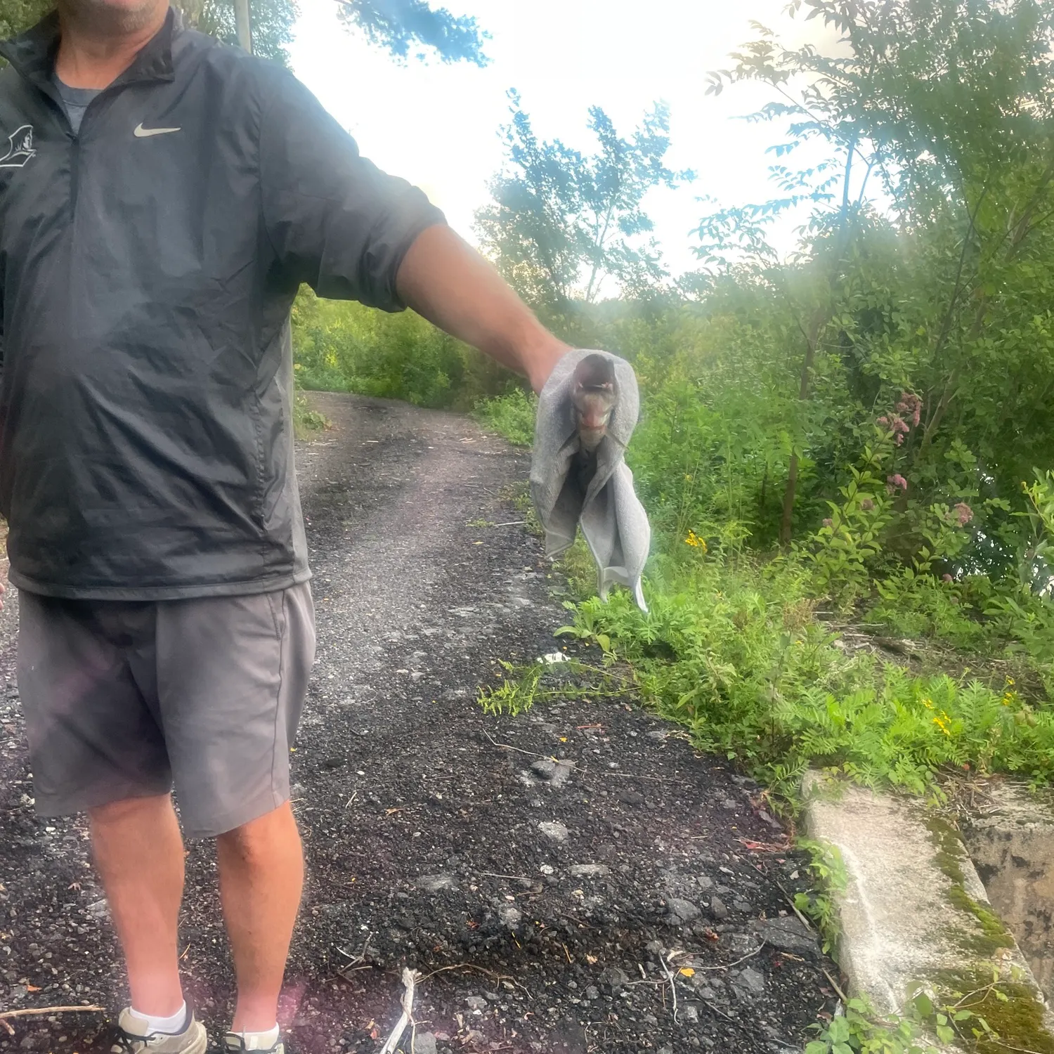 Chain pickerel caught on Fishbrain