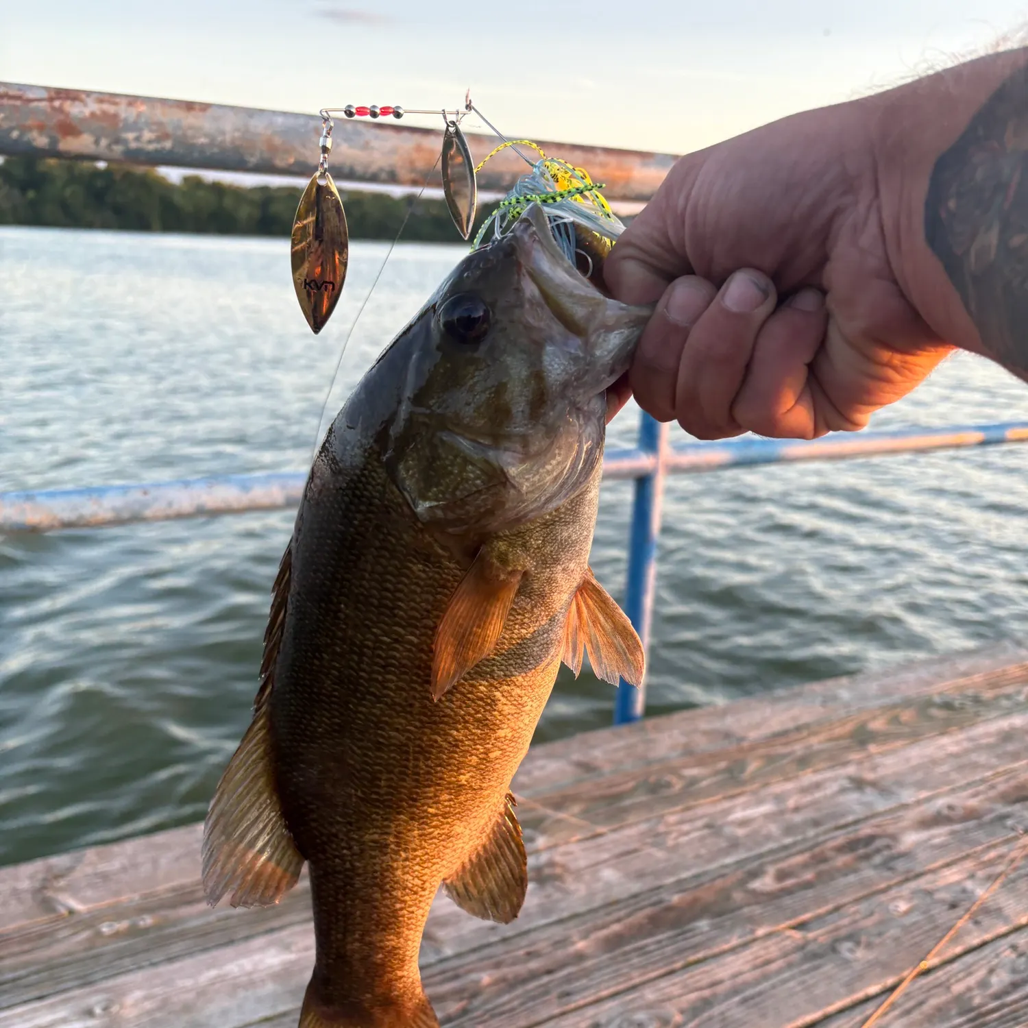 Smallmouth bass caught on Fishbrain