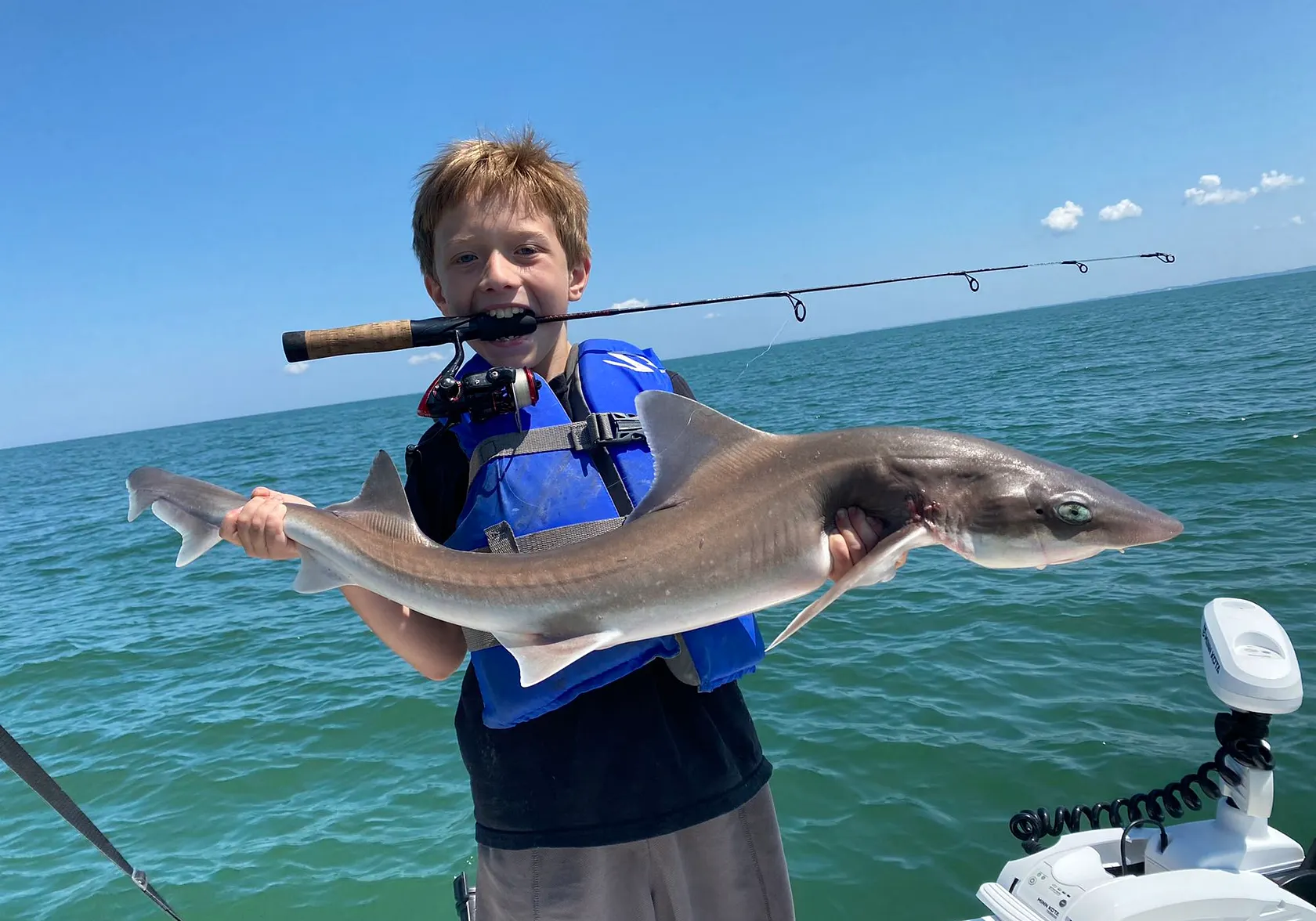 Dusky smooth-hound