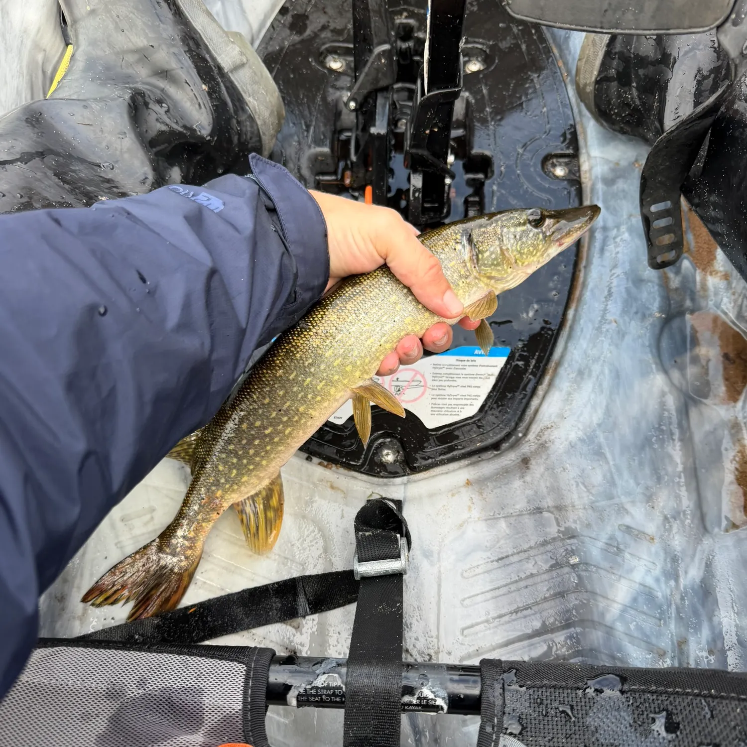 Northern pike caught on Fishbrain