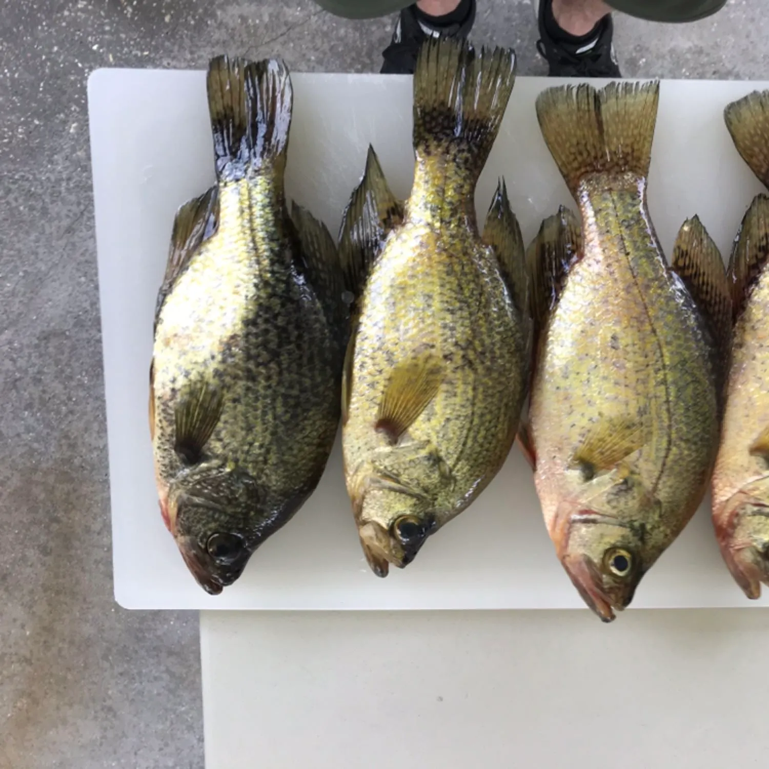 recently logged catches