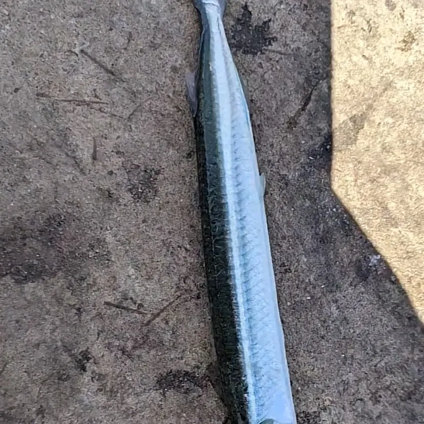 The most recent Flat needlefish catches on Fishbrain