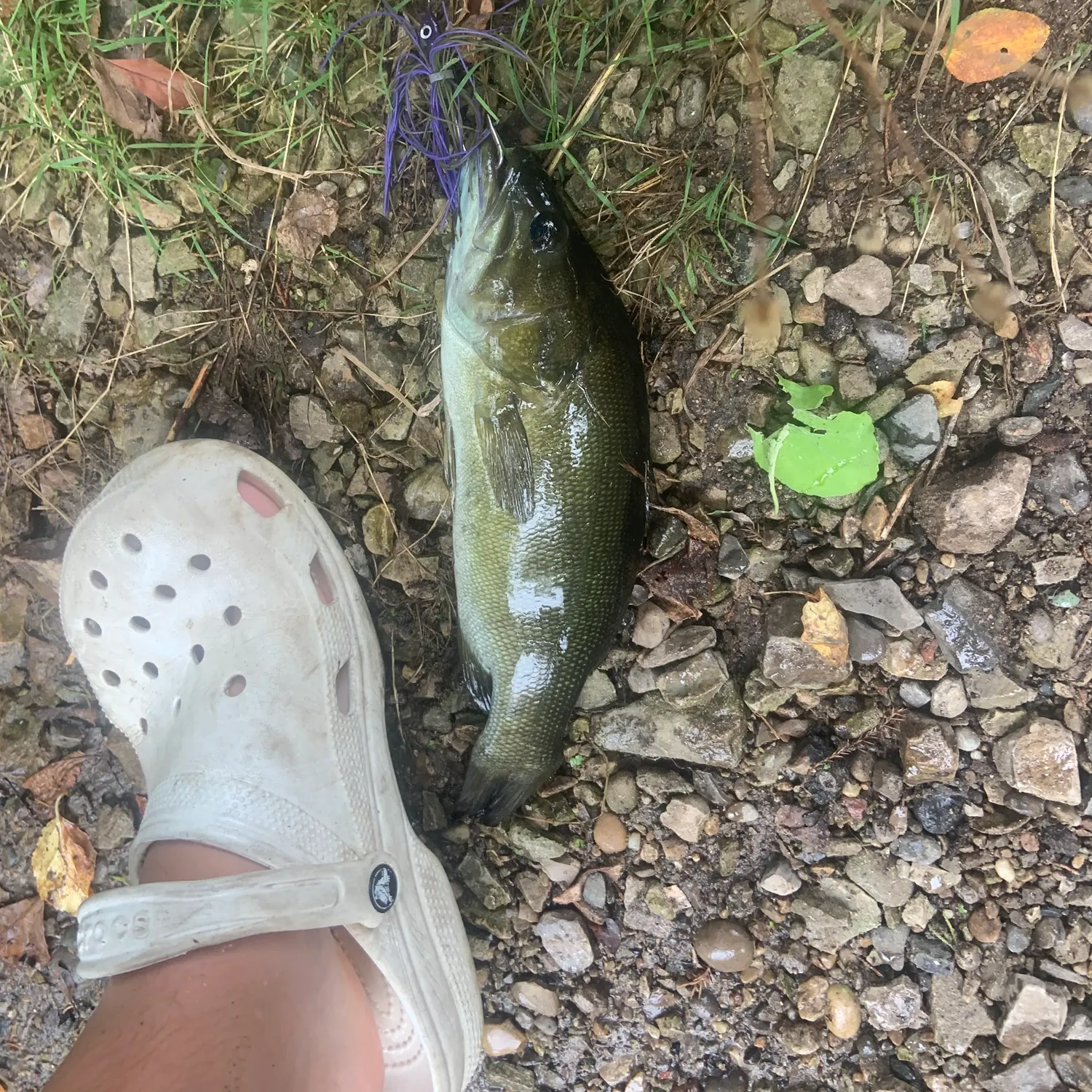 Smallmouth bass caught on Fishbrain