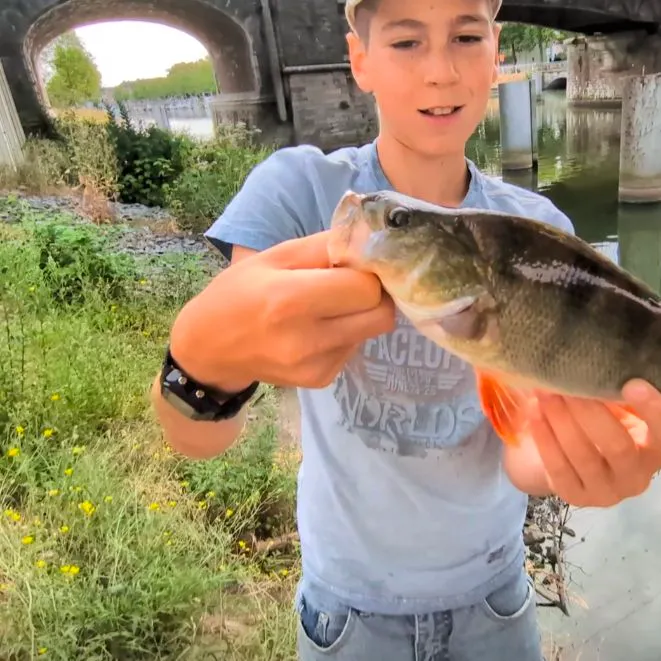 European perch caught on Fishbrain