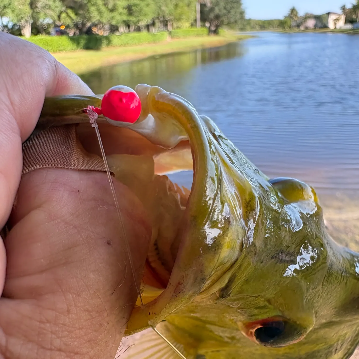 The most recent Butterfly peacock bass catches on Fishbrain