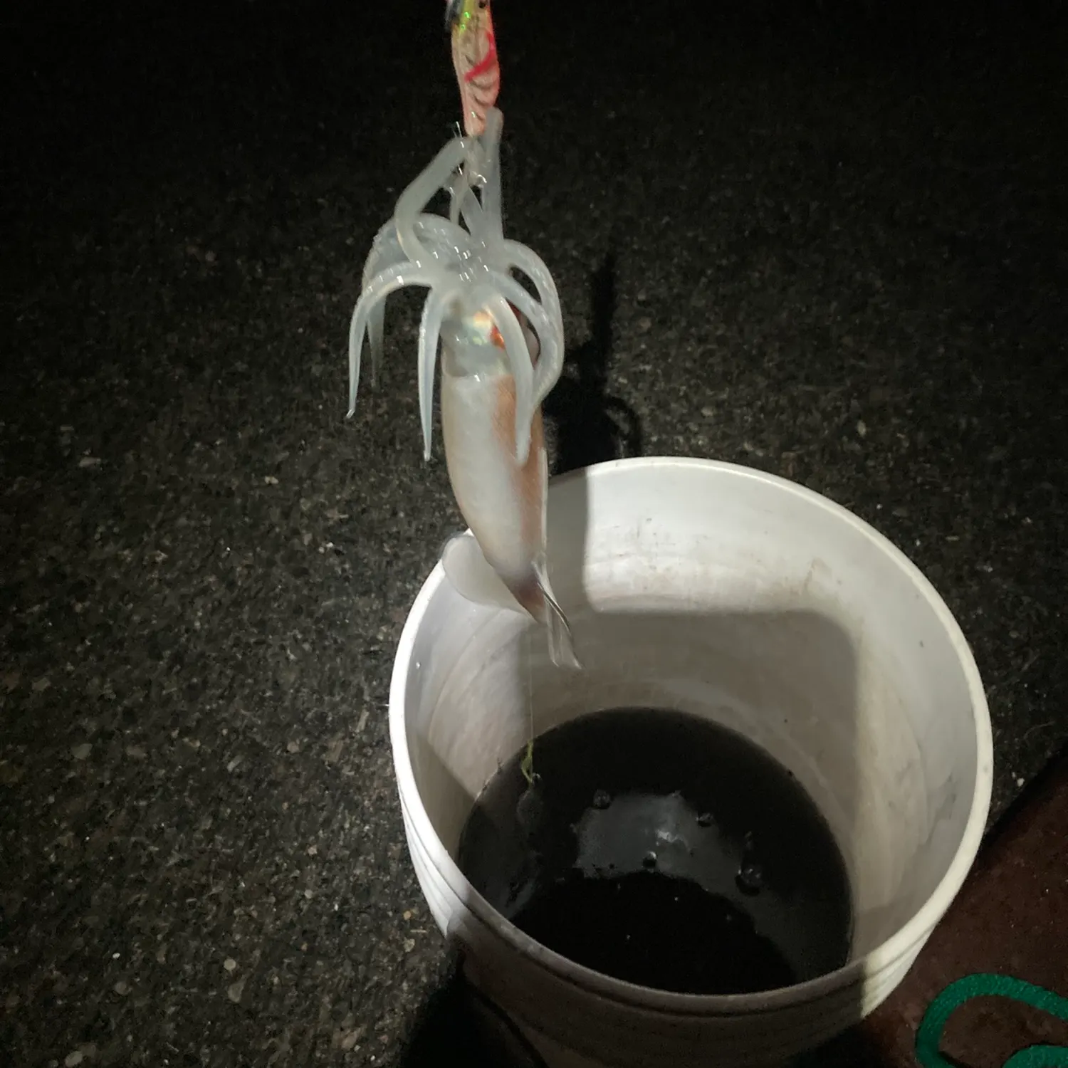 The most recent Northern shortfin squid catches on Fishbrain