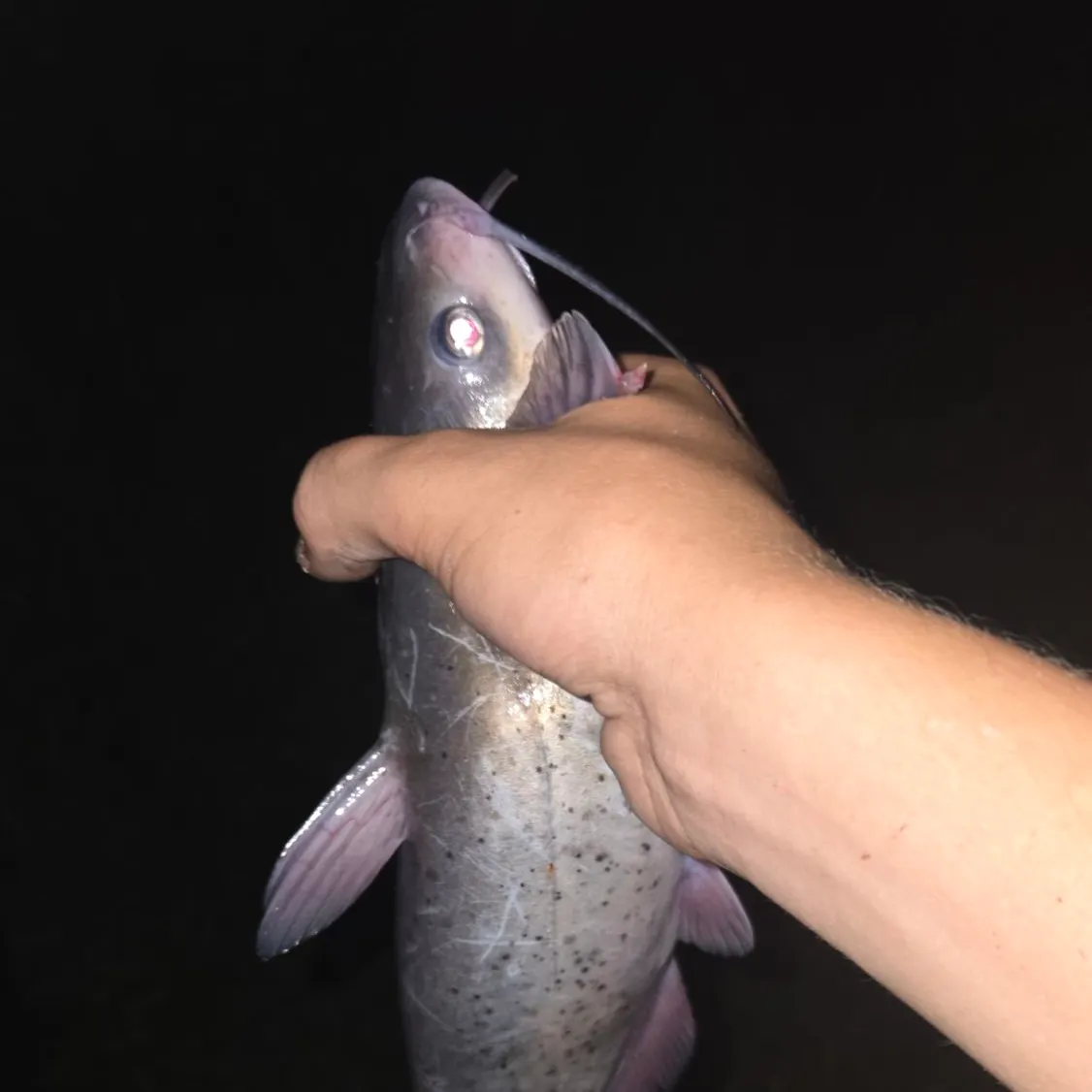 Channel catfish caught on Fishbrain